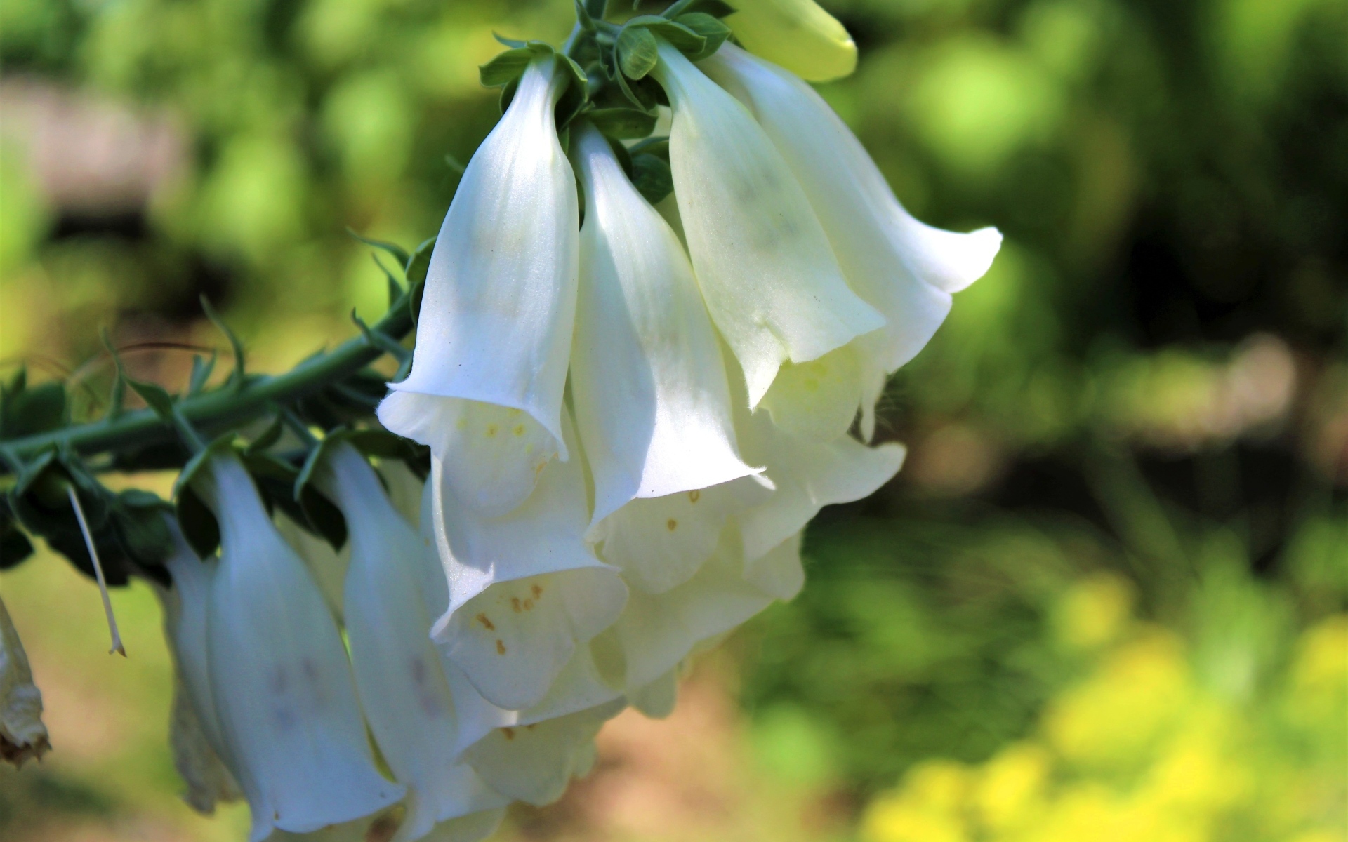 Ветка с белыми цветами колокольчика