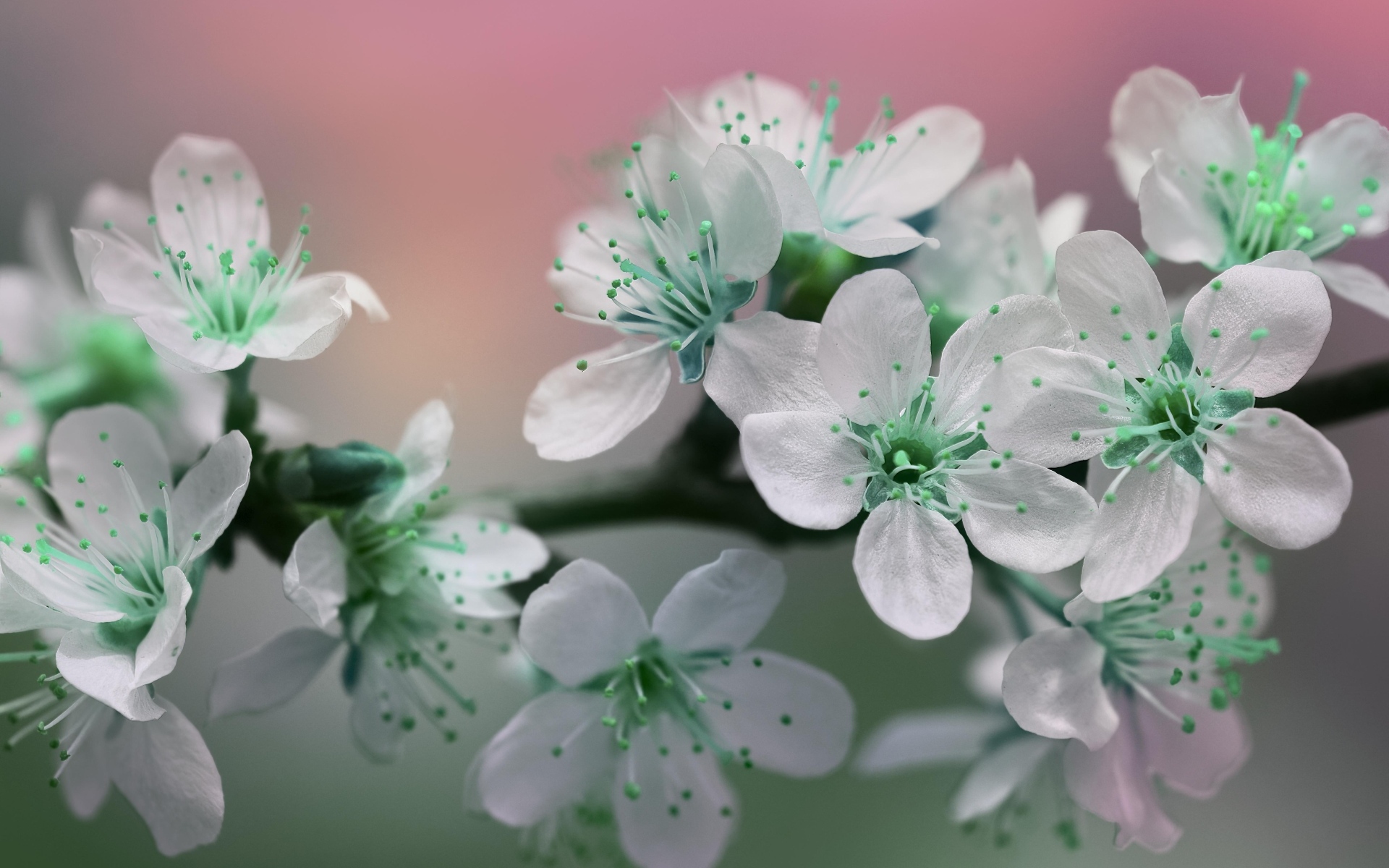 Цветы вишни с белыми лепестками на ветке дерева