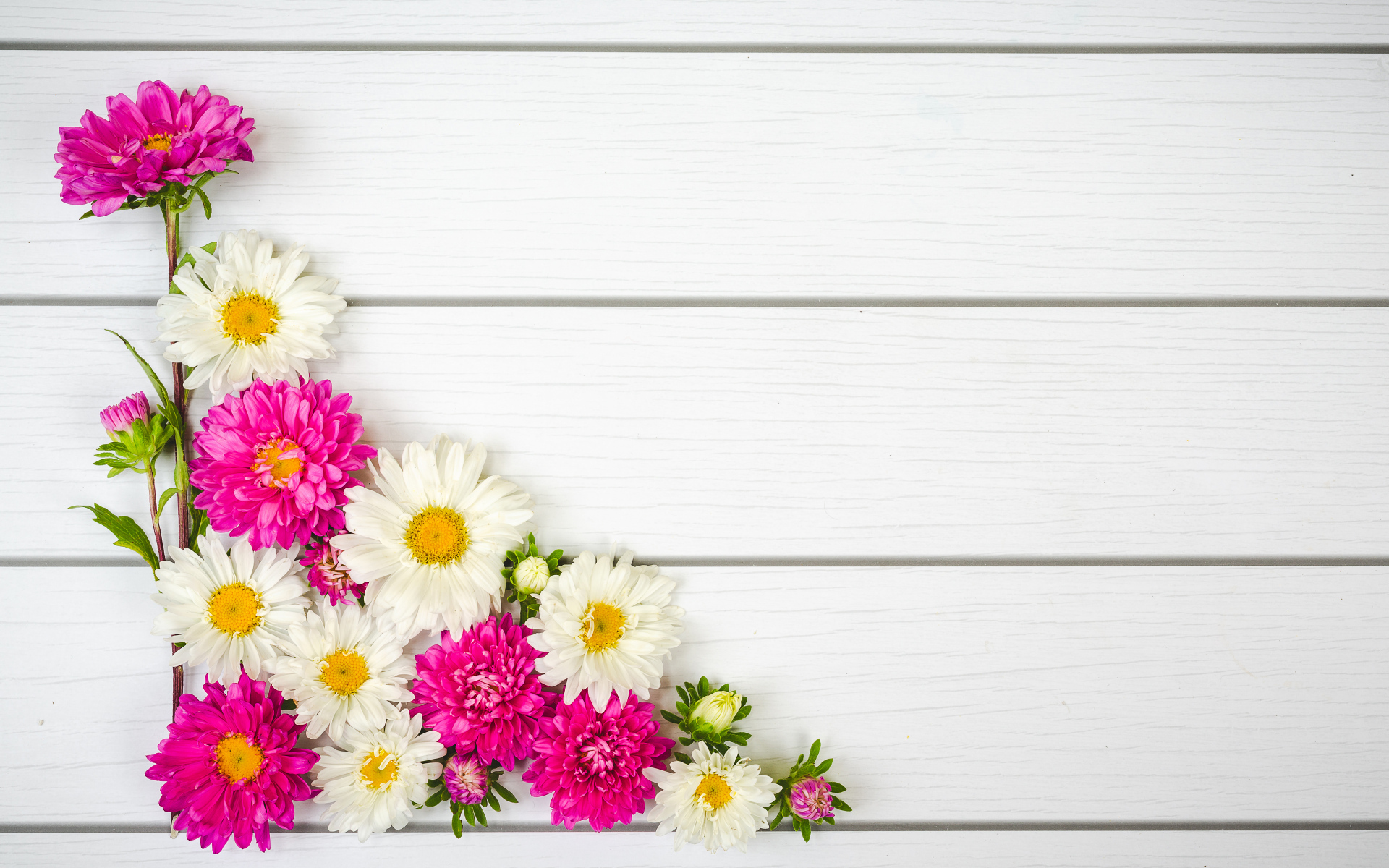 Декор из белых и розовых цветов астры на белом фоне