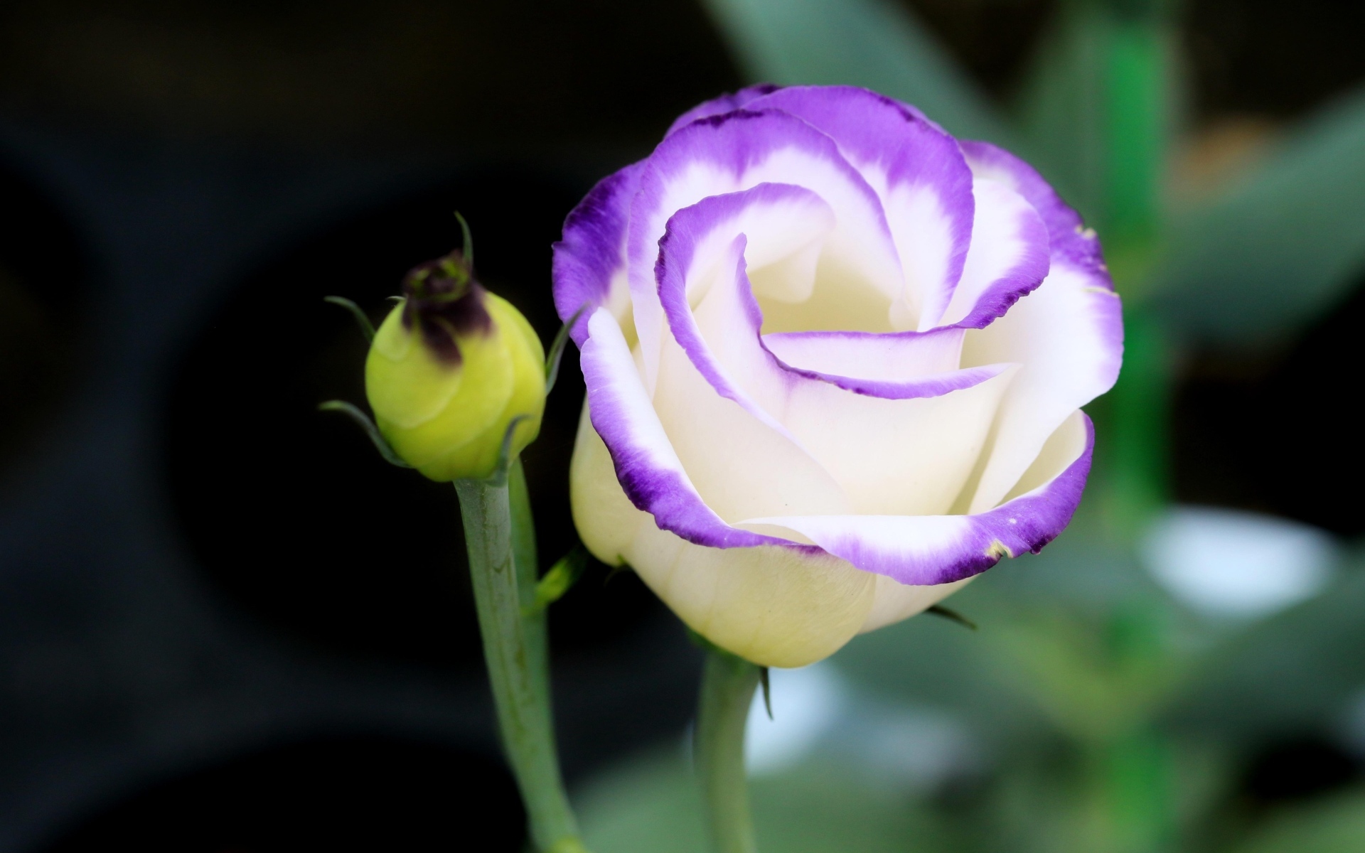 Нежный цветок эустомы с бутоном крупным планом