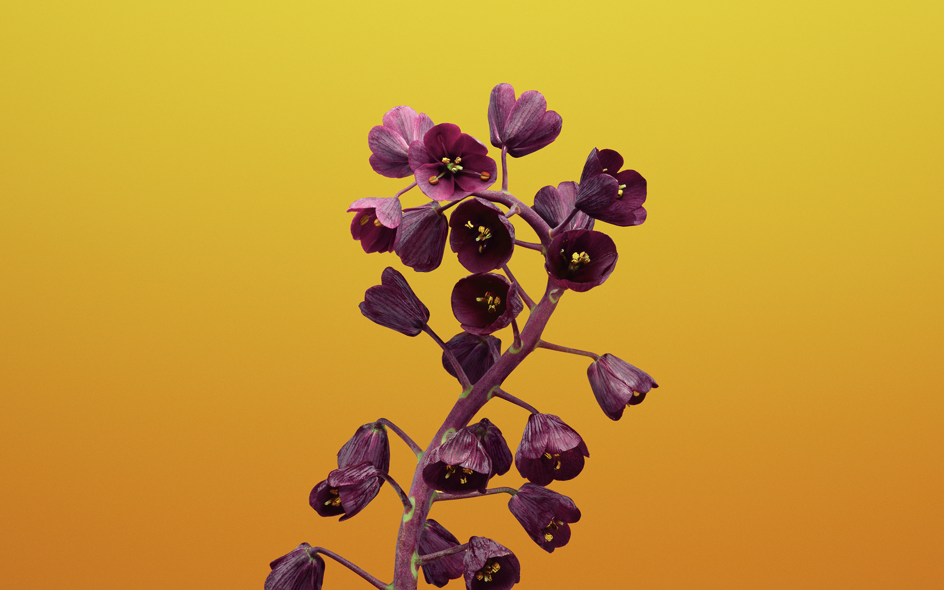 Цветы рябчика на желтом фоне