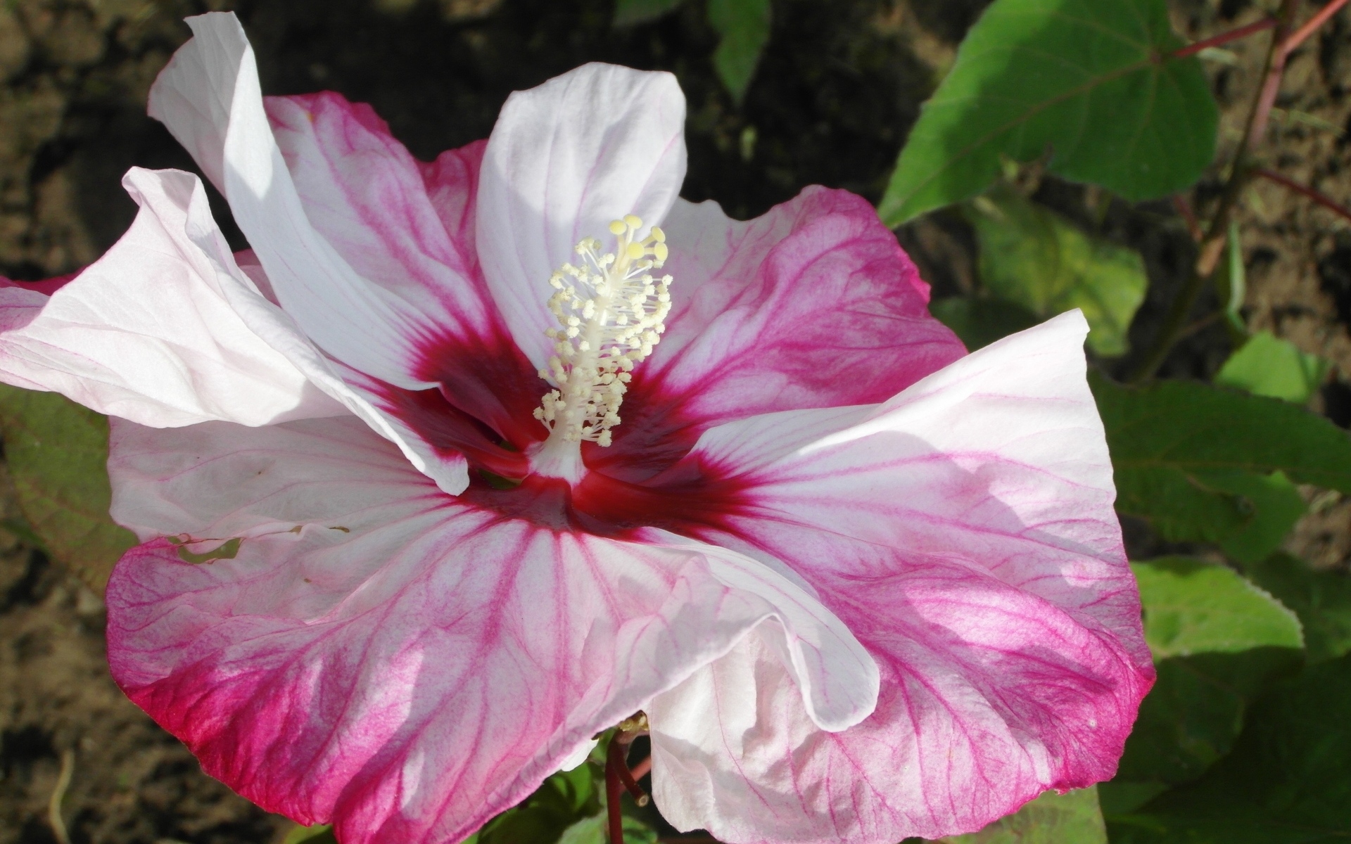 Большой бело-розовый цветок гибискуса