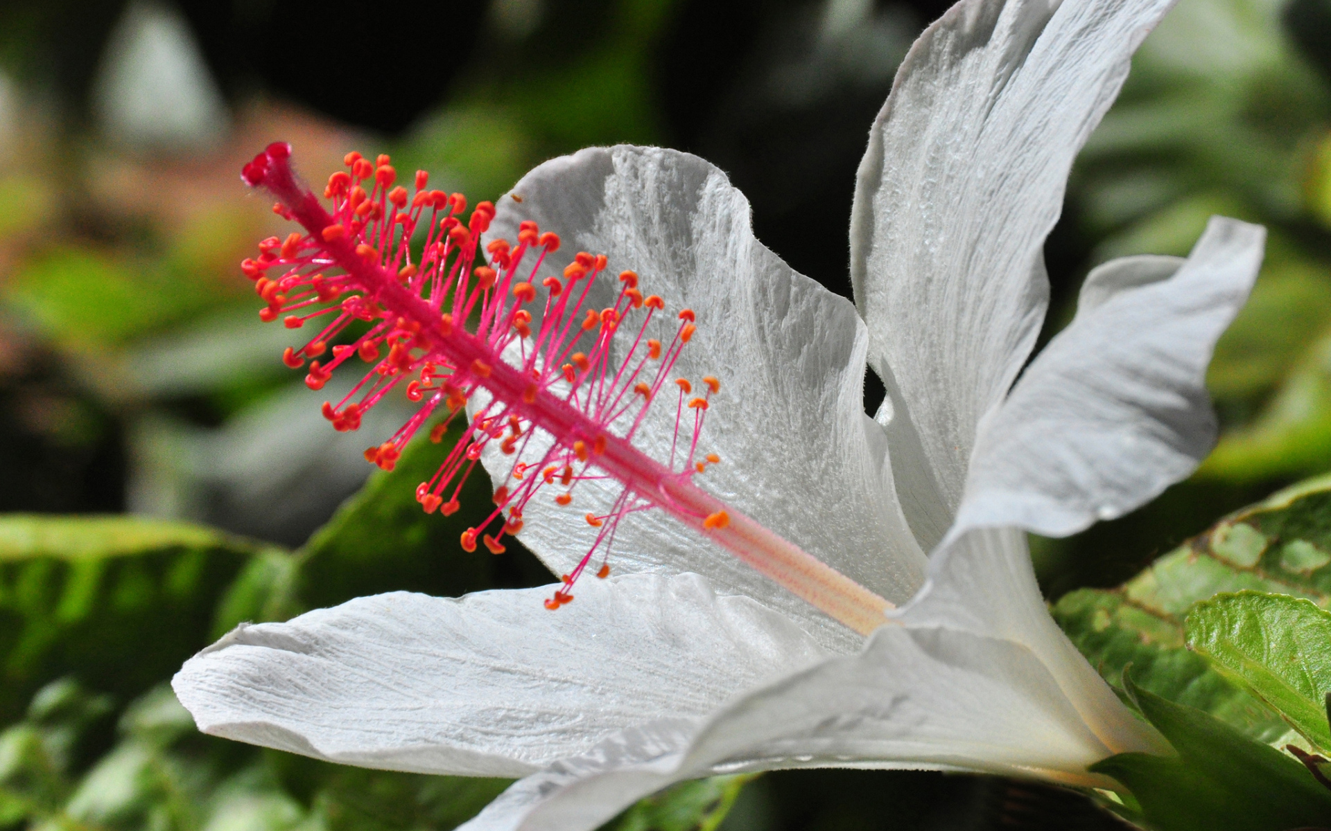 Крупный белый гибискус макросъемка