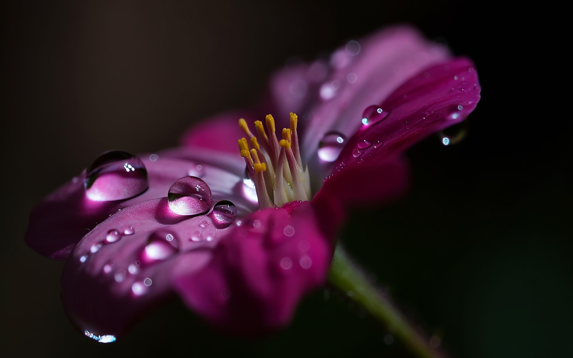 Сиреневый цветок с каплями воды крупным планом