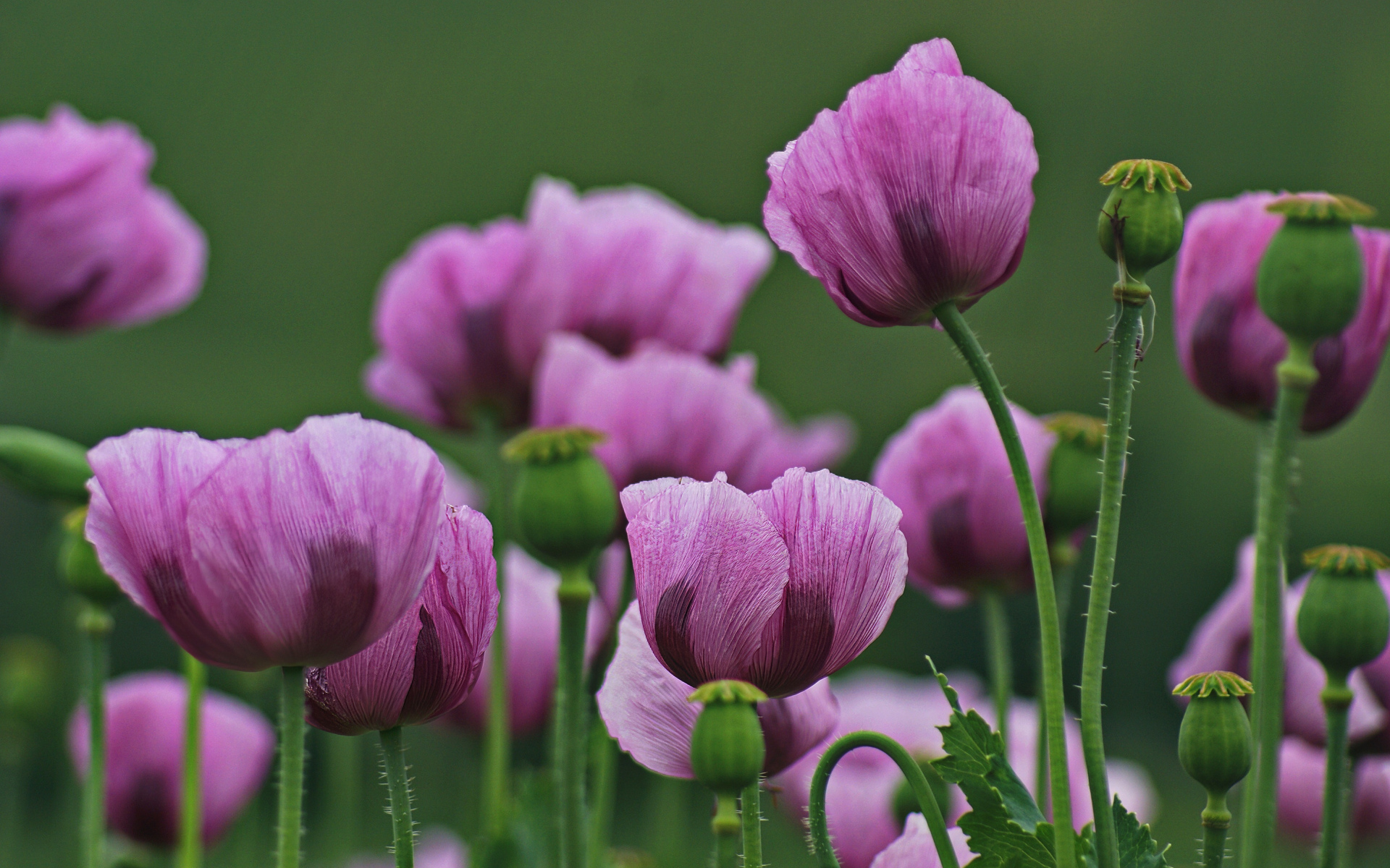Много розовых маков на поляне