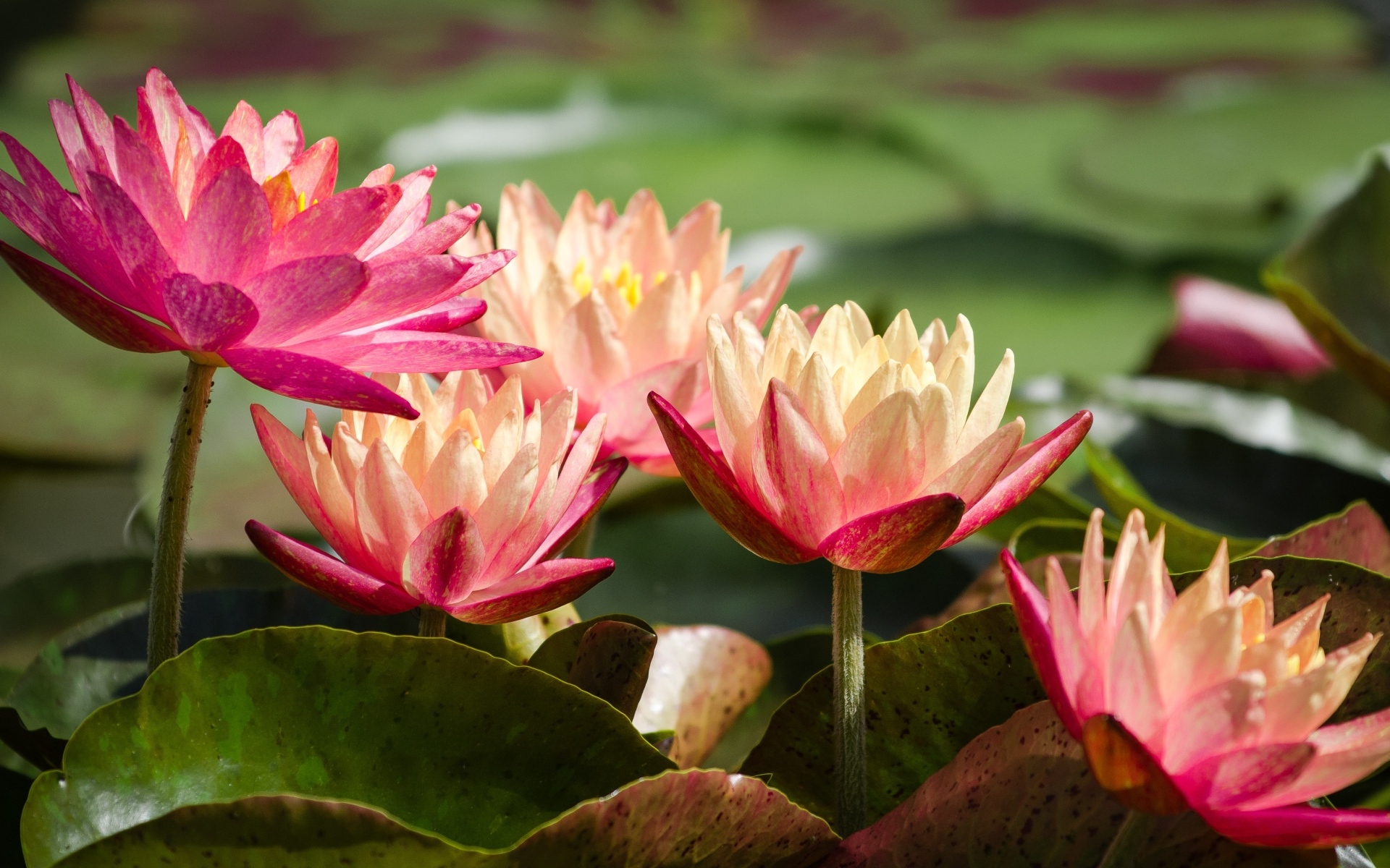 Много розовых кувшинок в пруду