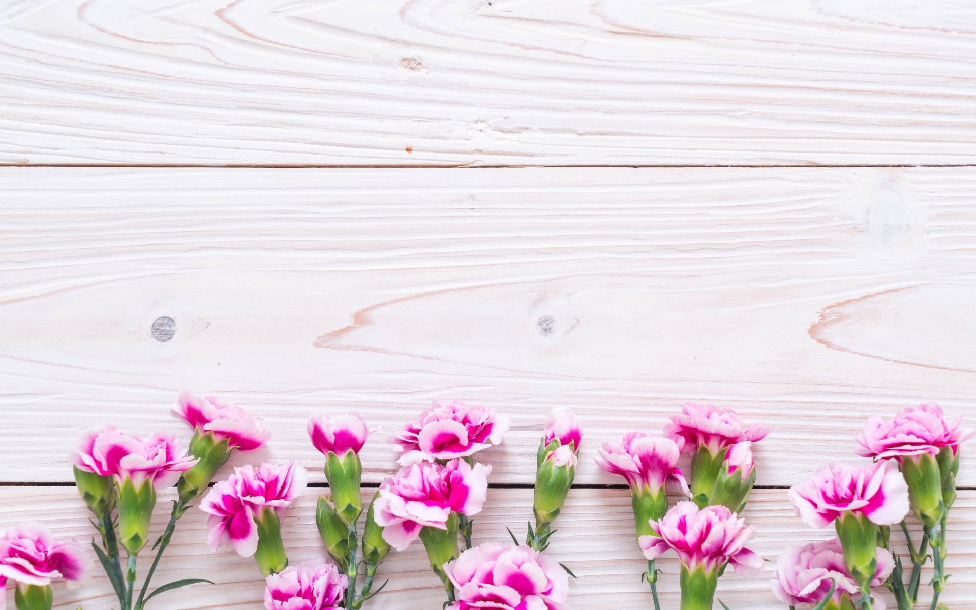 Много розовых цветов гвоздики на деревянном фоне