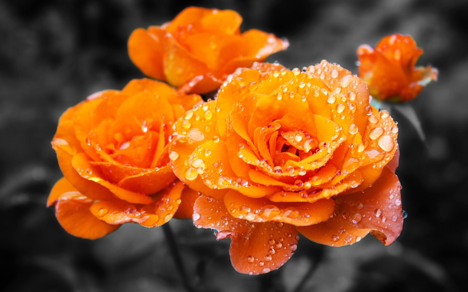 Оранжевые розы в каплях воды