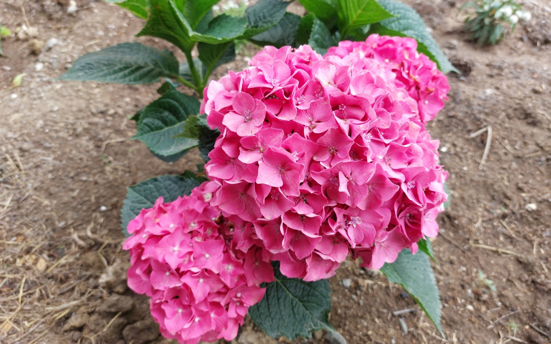 Розовая гортензия в саду на клумбе