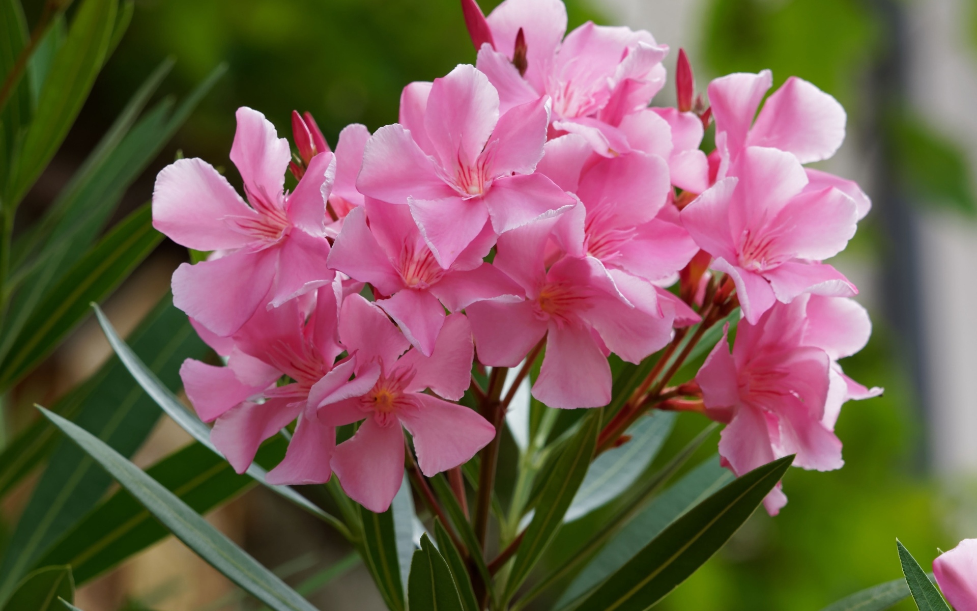 Розовые цветы олеандр крупным планом