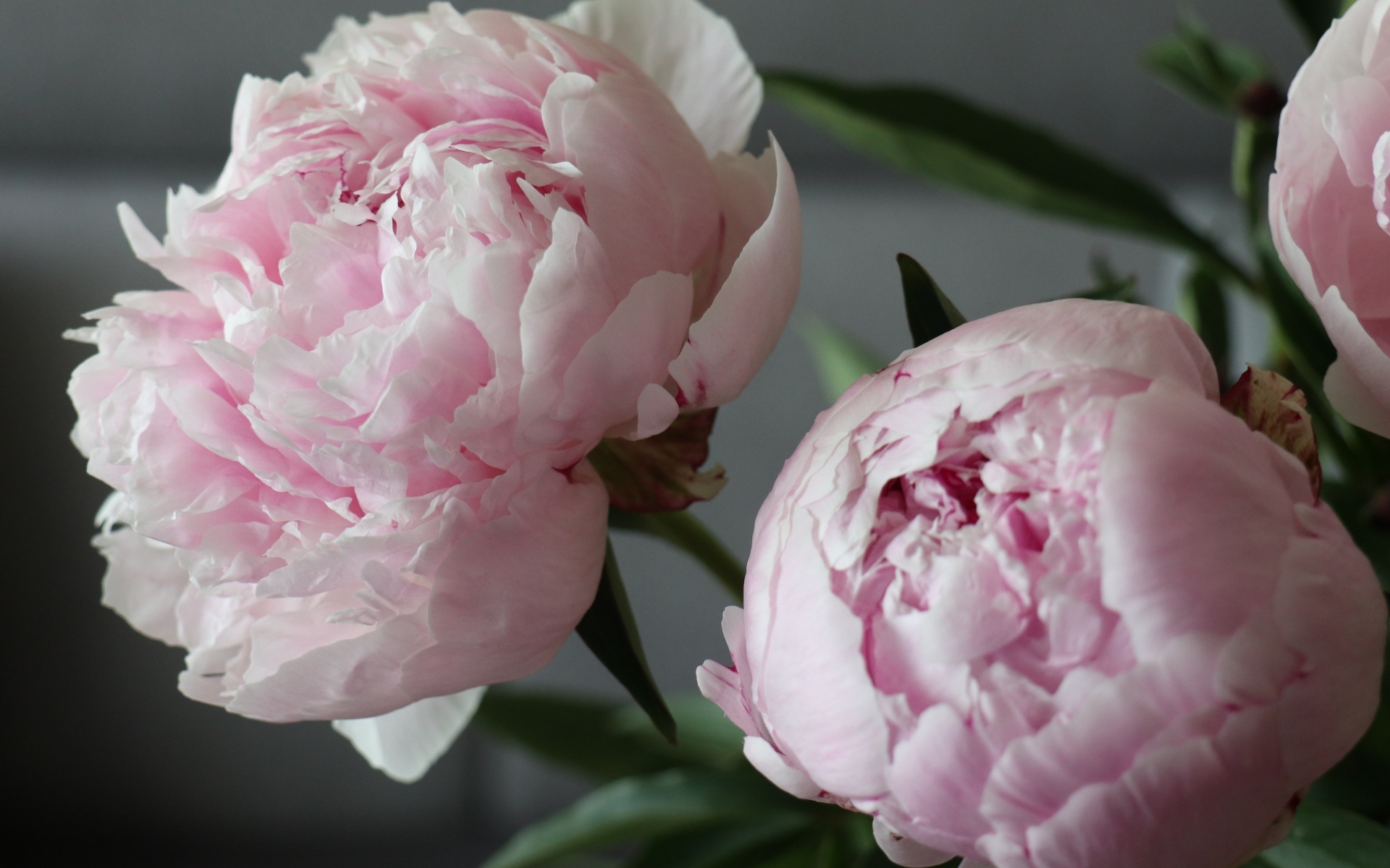 Розовые пионы в комнате крупным планом