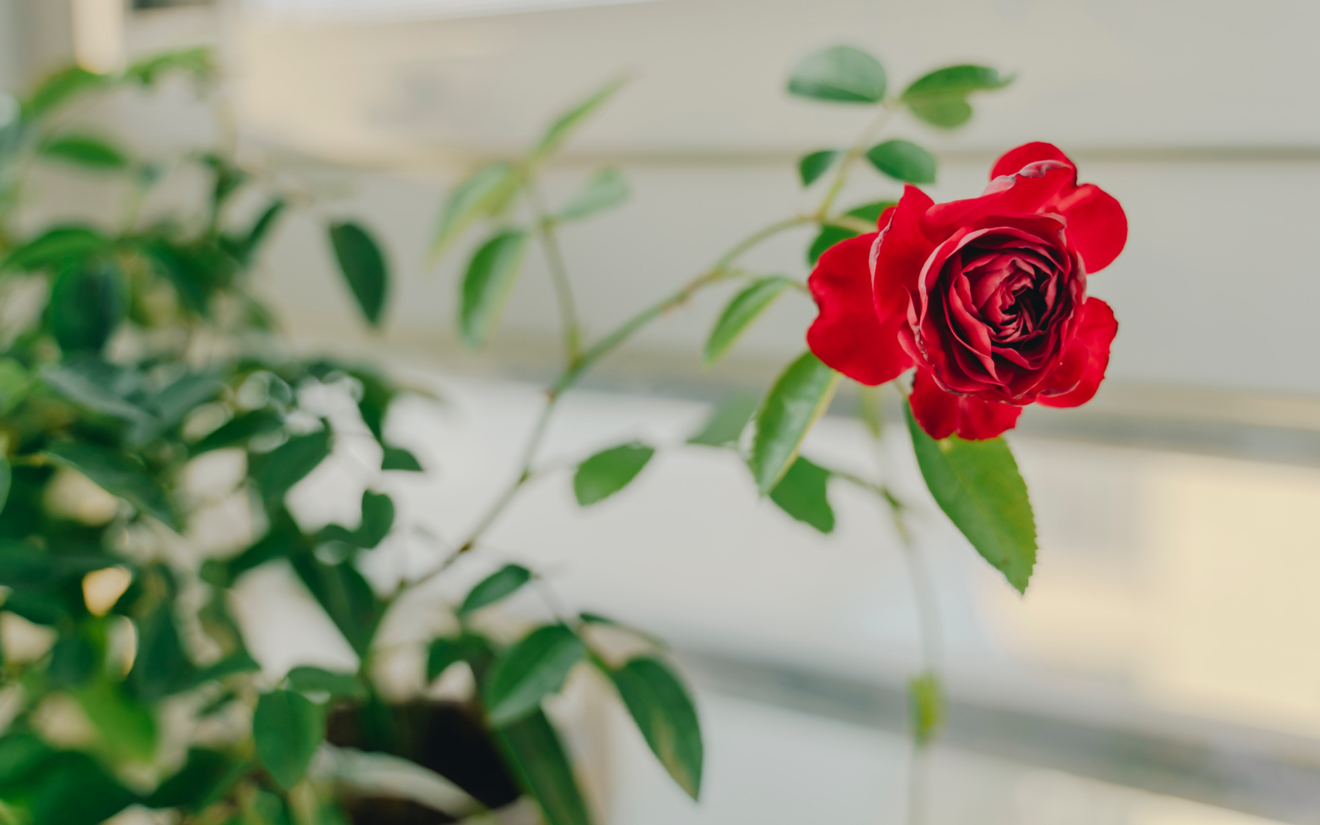 Красный цветок комнатной розы