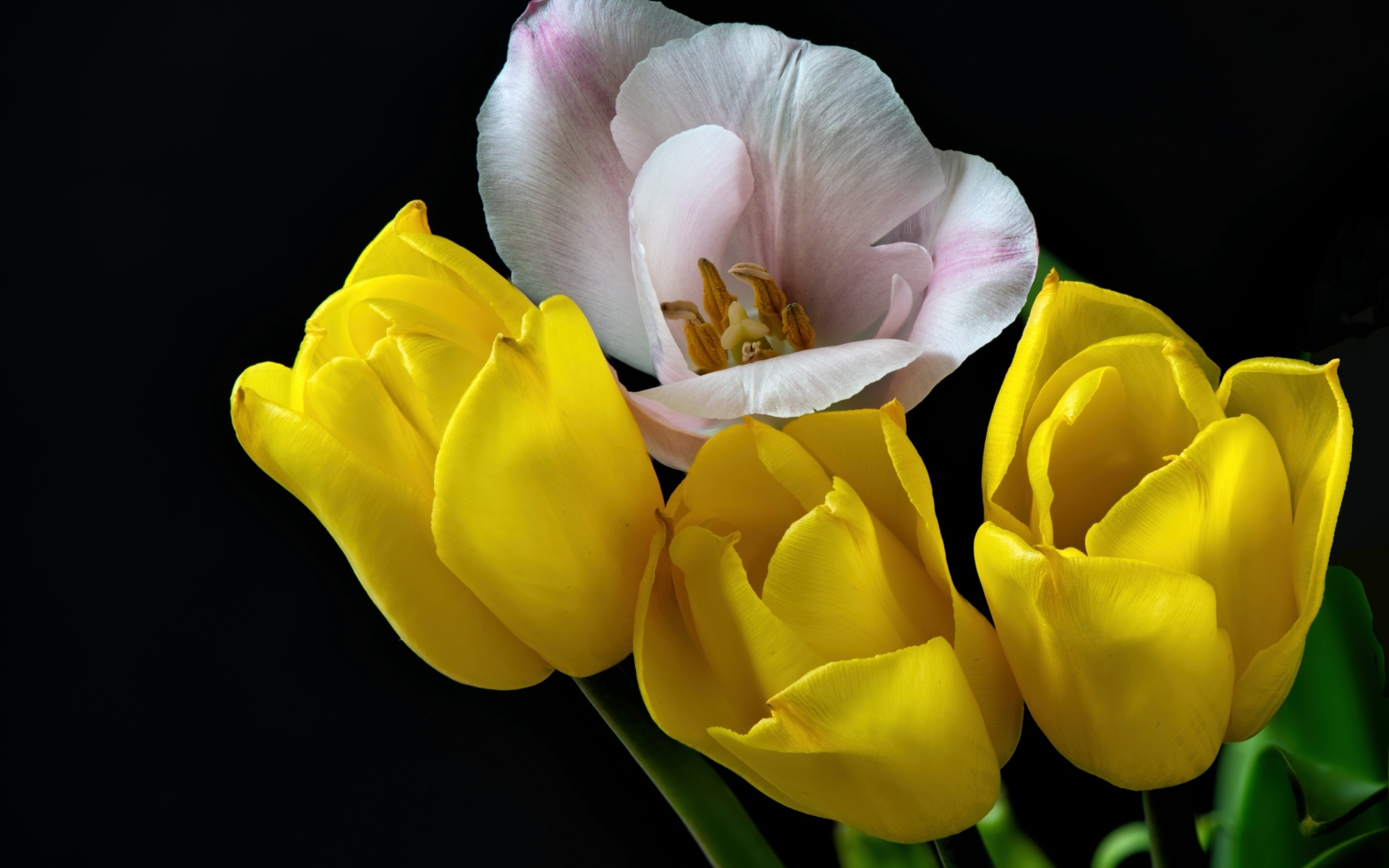Три желтых тюльпана и один розовый на черном фоне