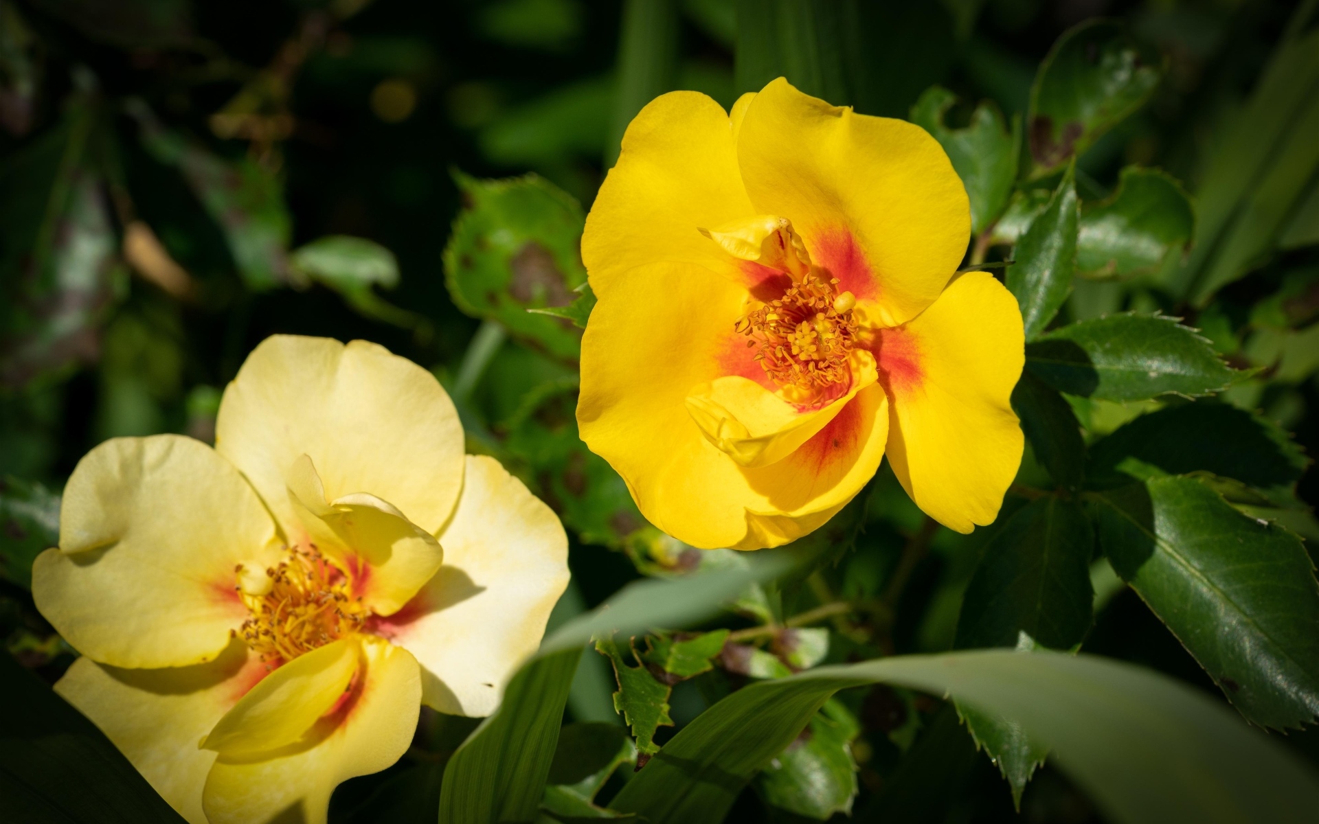 Две желтые парковые розы крупным планом