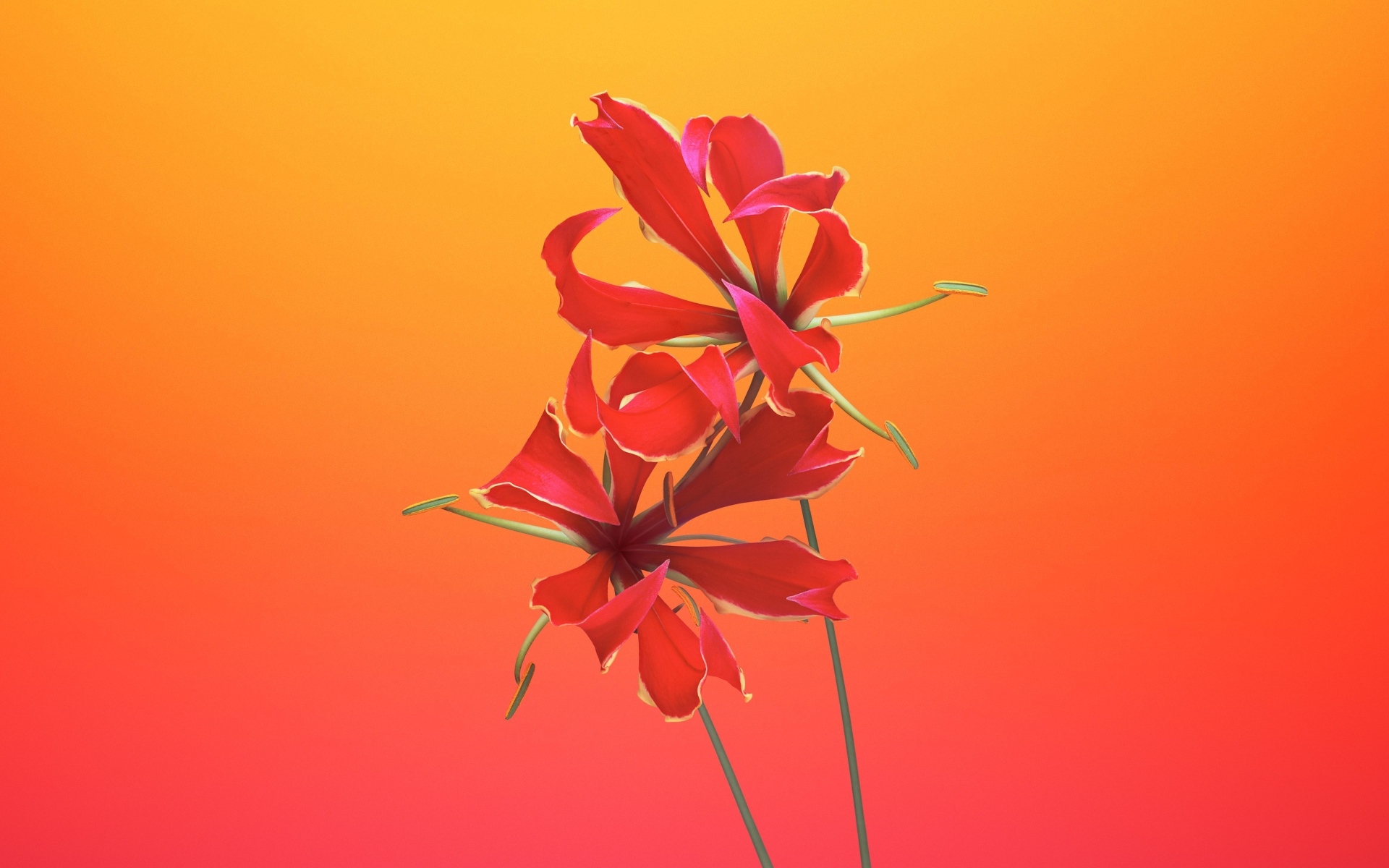 Необычные красные цветы лилии 