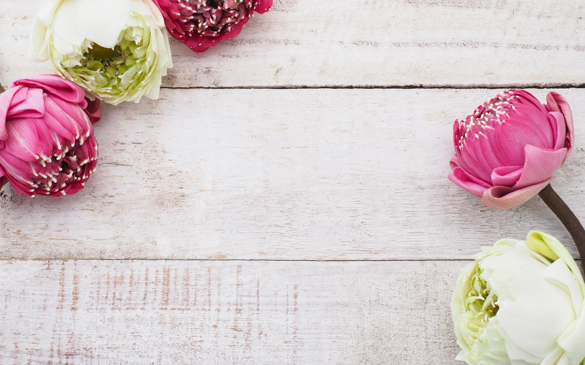 Цветы белого и розового лотоса на деревянном фоне