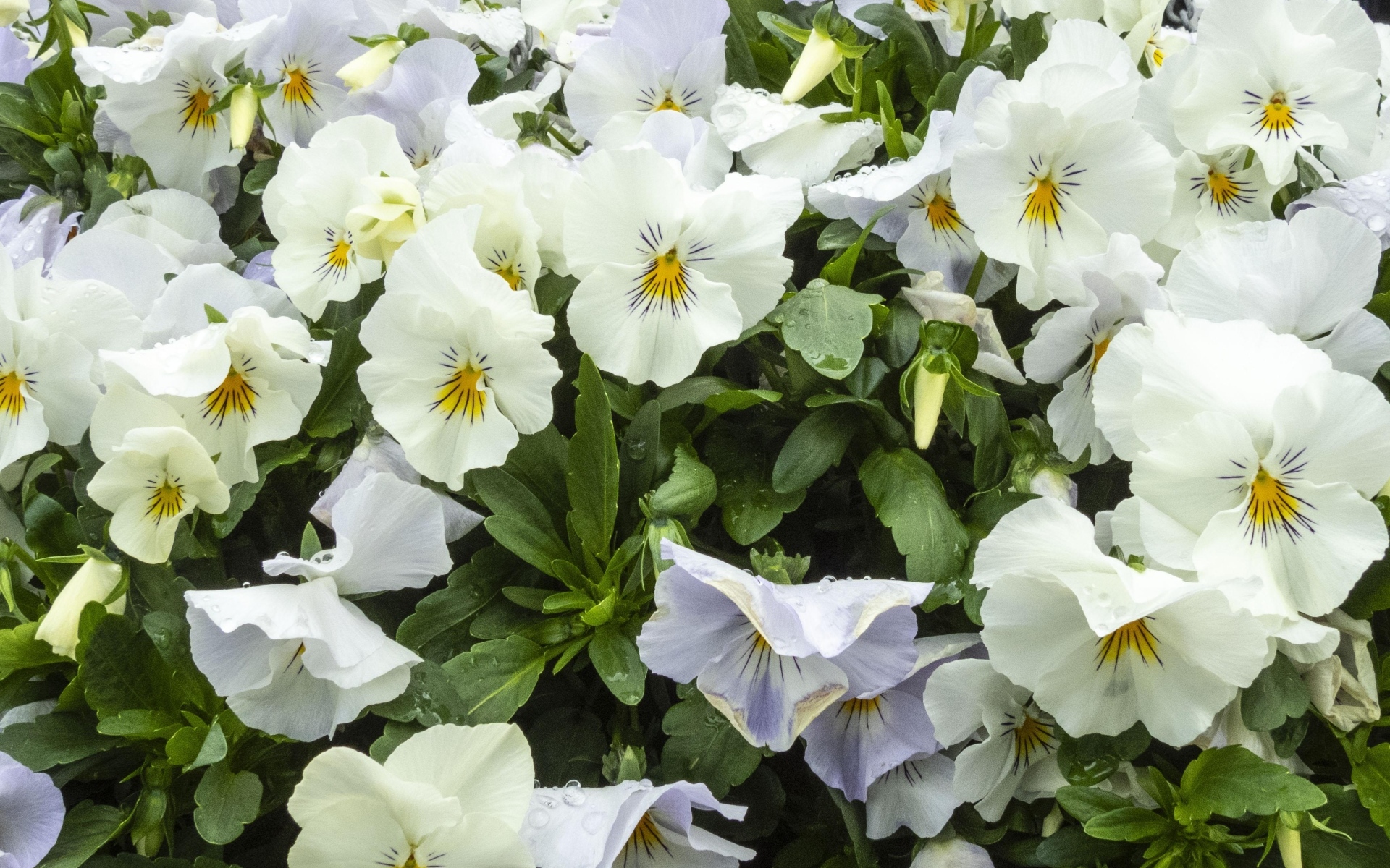 Белые цветы анютины глазки крупным планом