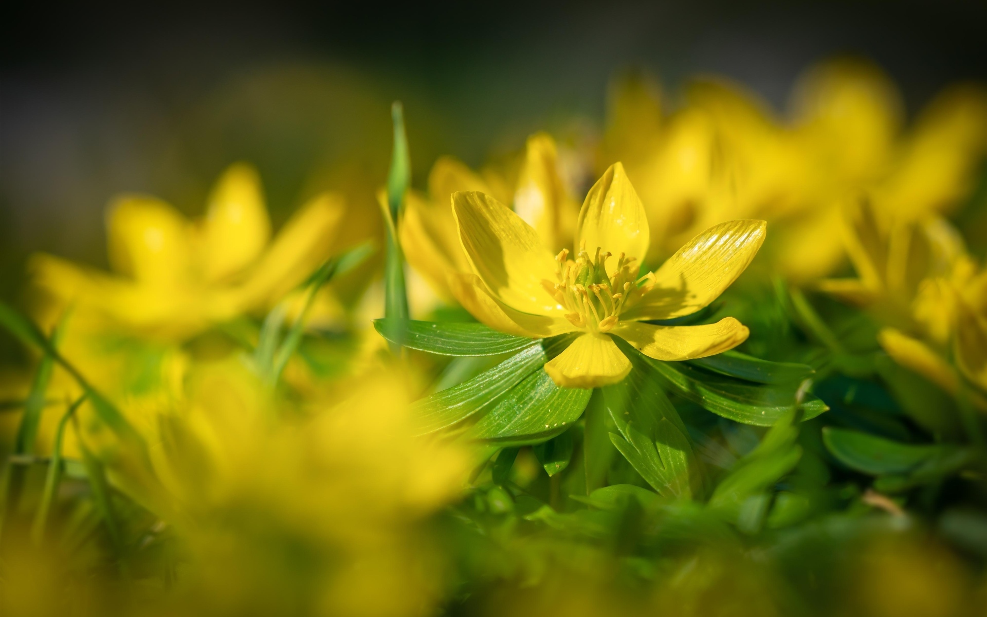 Желтые полевые лютики 