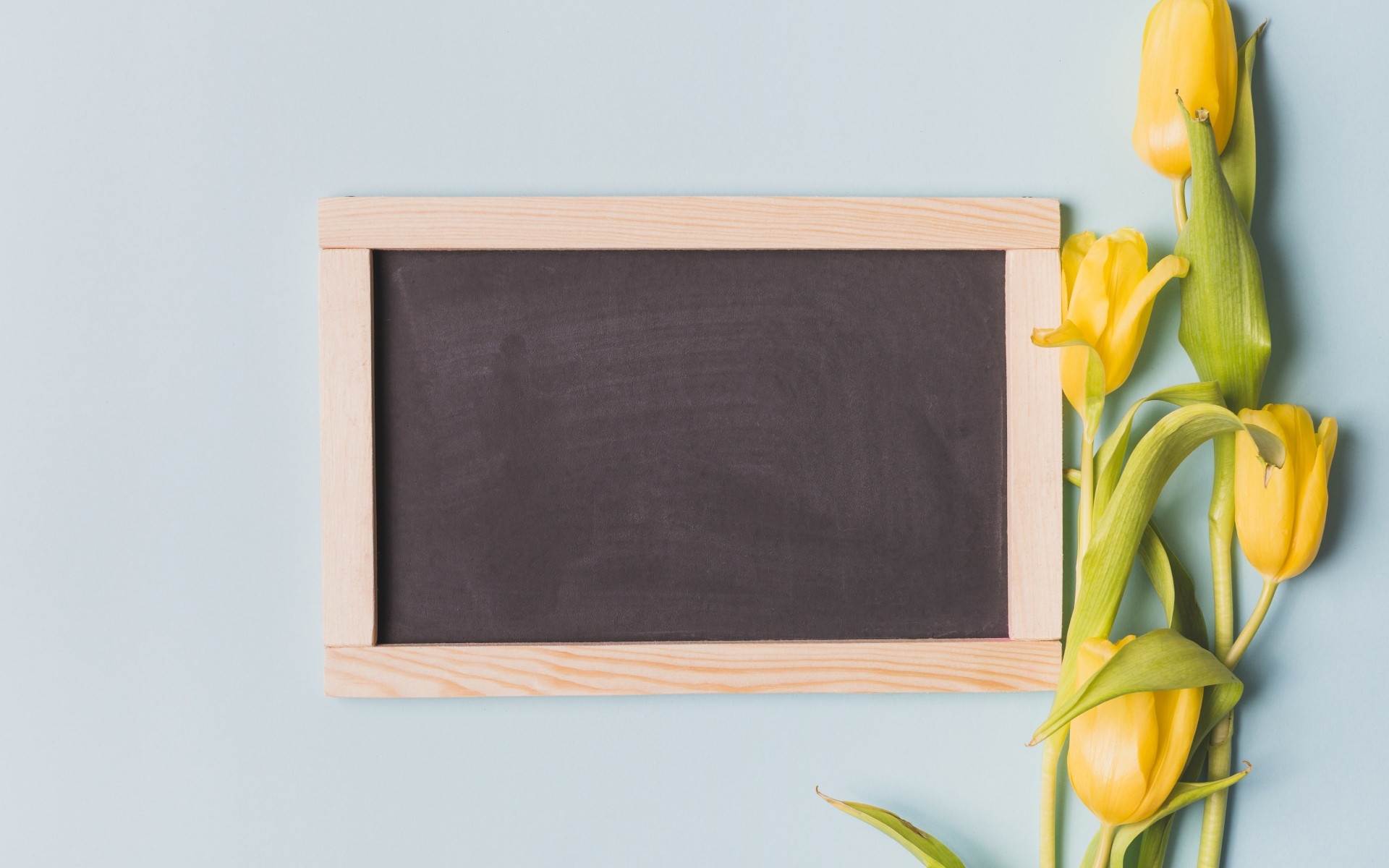 Желтые тюльпаны с рамкой для фона на сером фоне