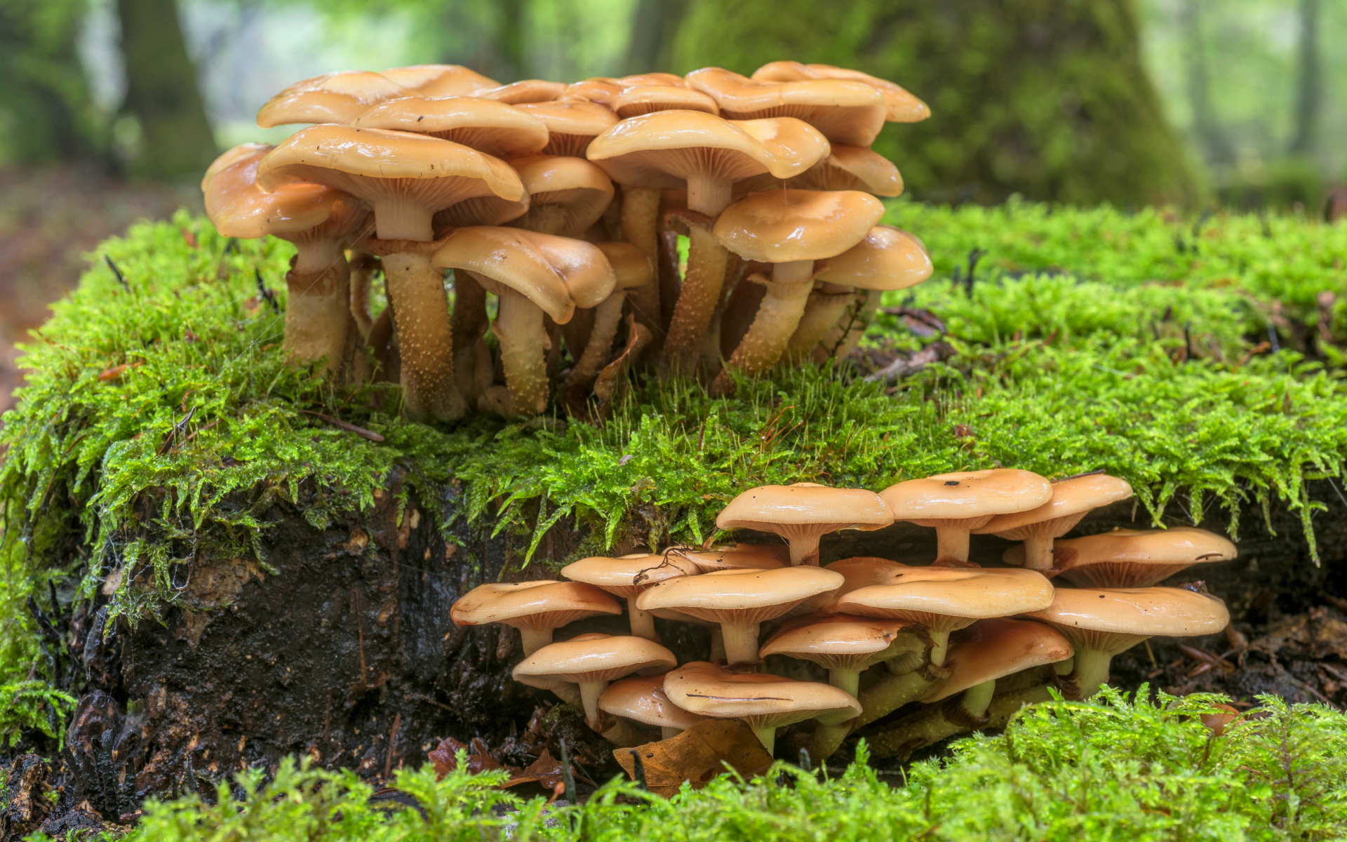 Много лесных грибов на покрытой зеленым мхом земле