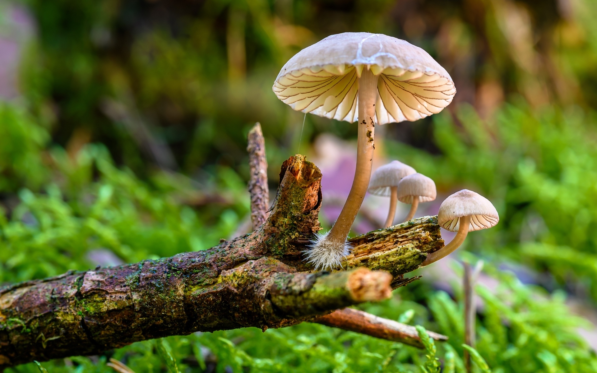 Грибы поганки на гнилой ветке