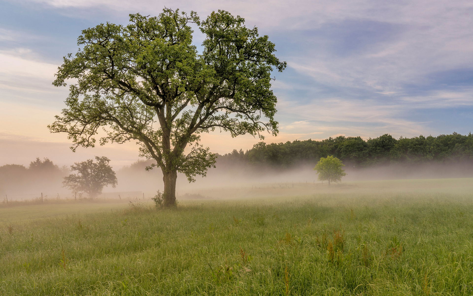 Большое дерево с зелеными листьями в тумане летом