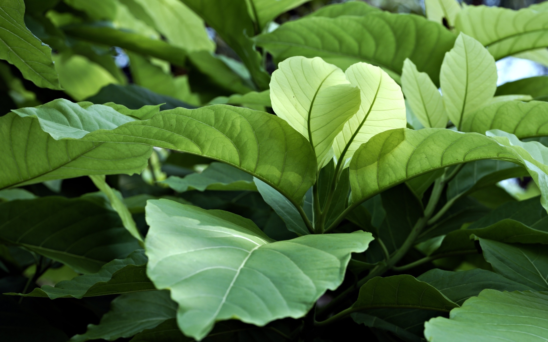 Растение с большими зелеными листьями 