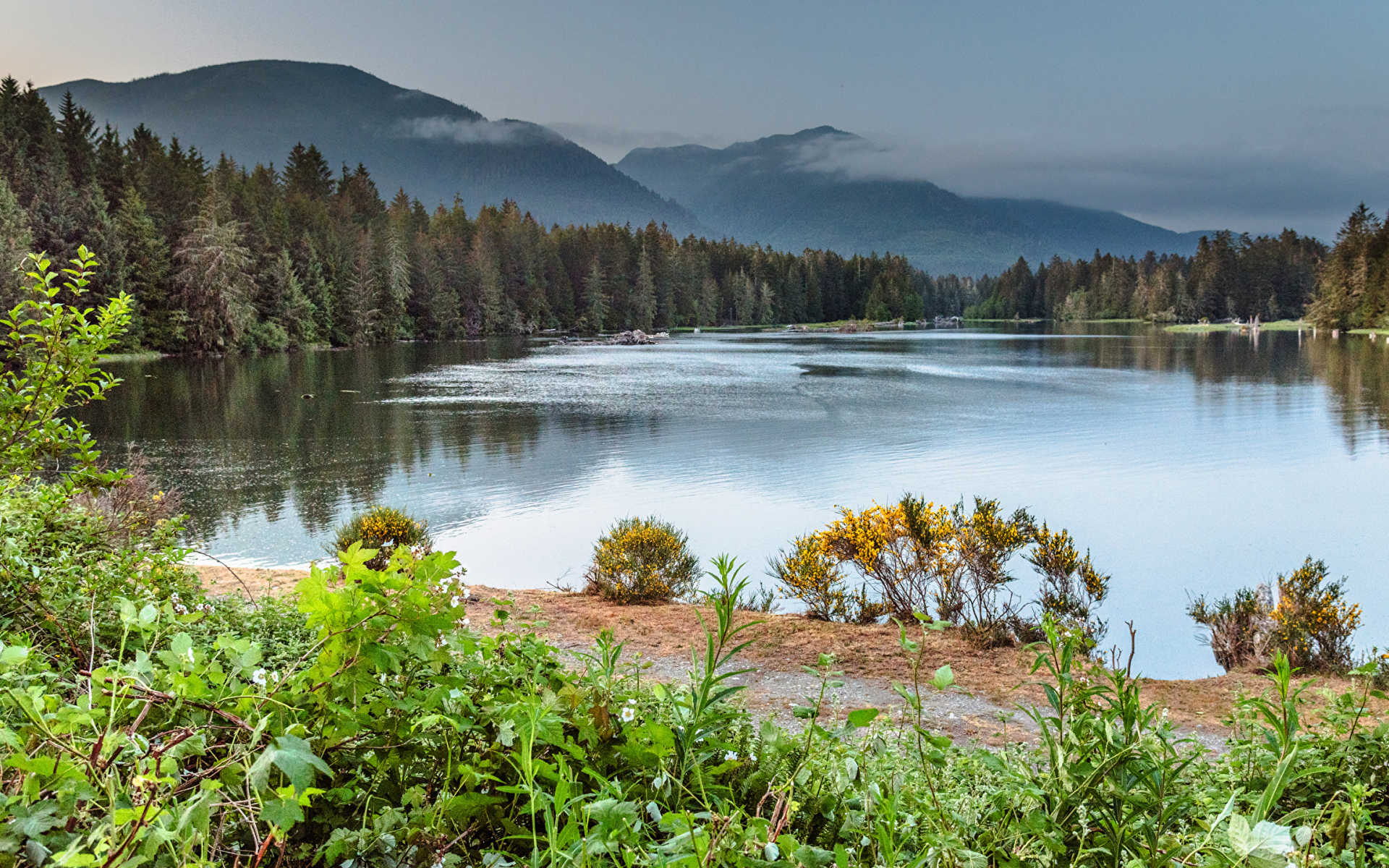 Густой лес на берегу горного озера