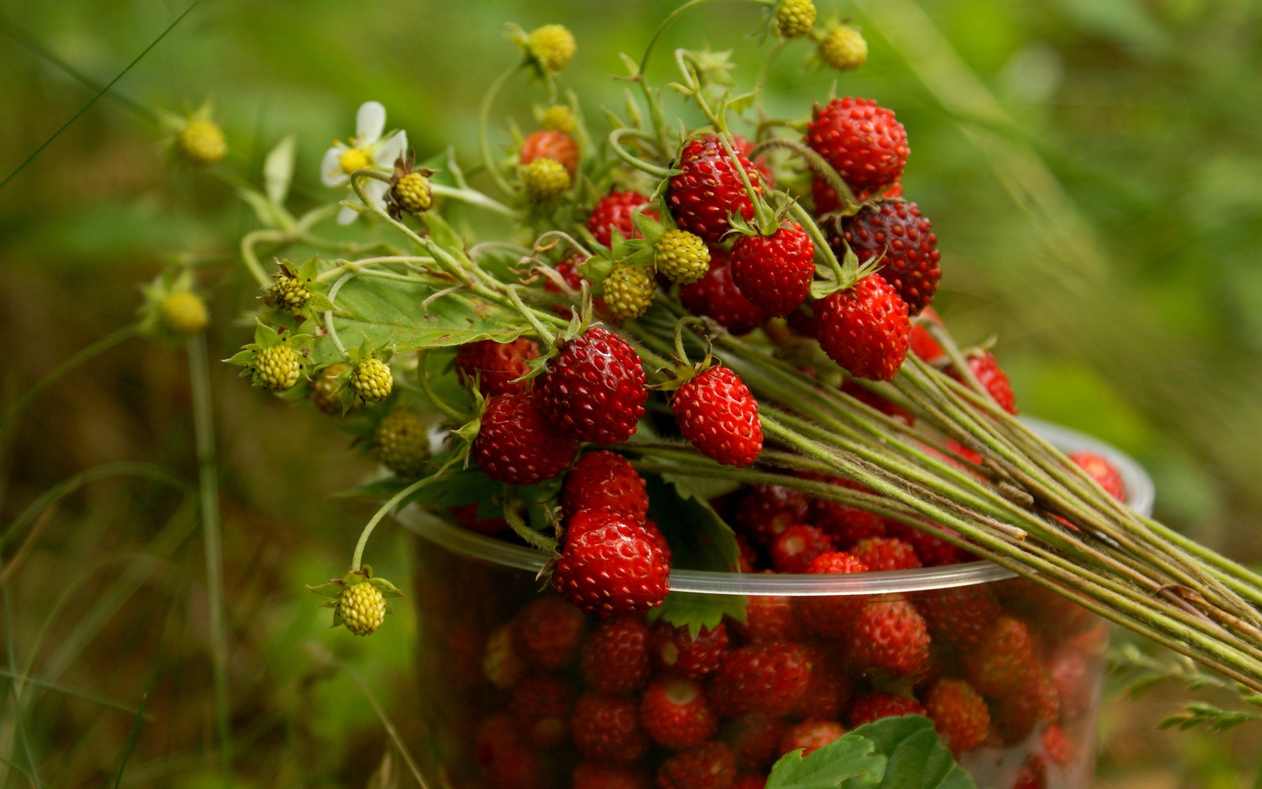 Wild Strawberry Glass Wallpapers And Images Wallpapers Pictures Photos