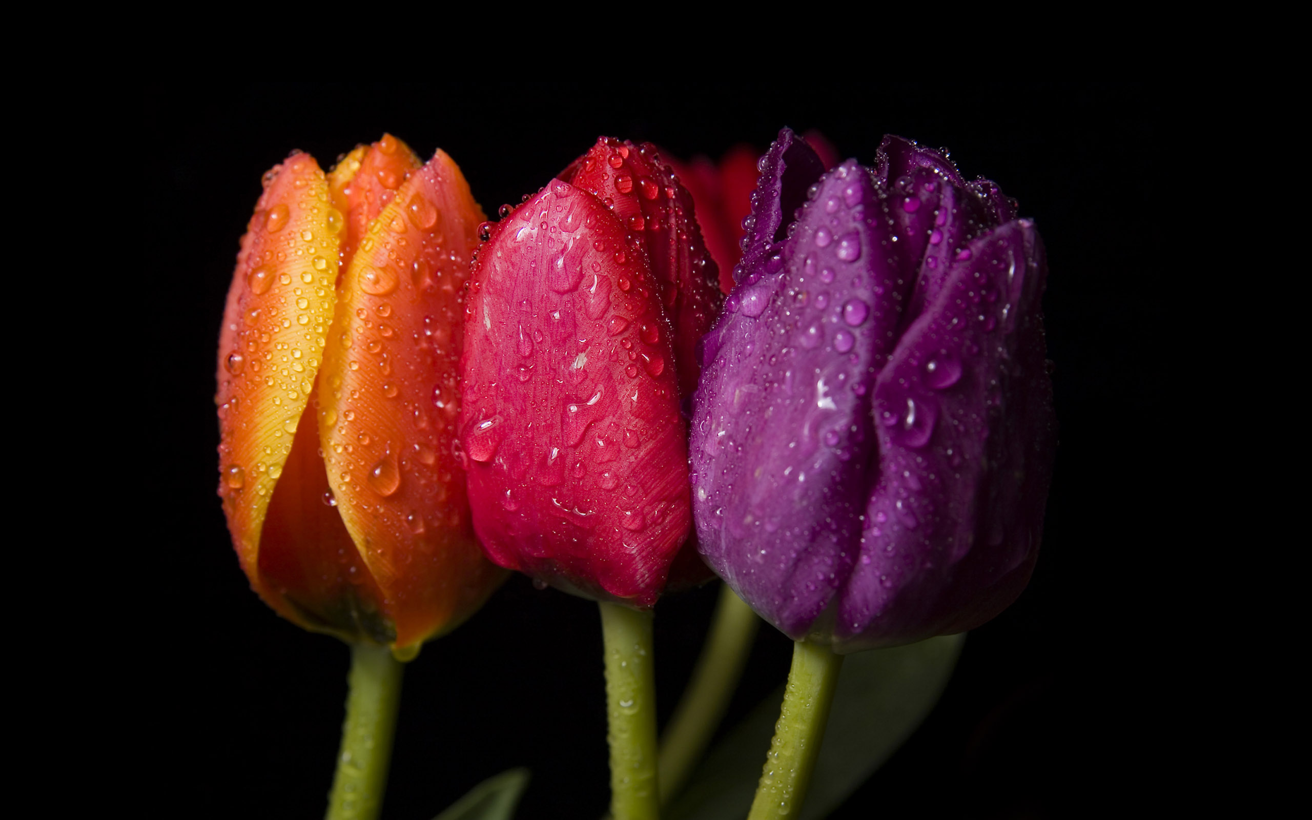 Тюльпаны на рабочий стол телефона. Тюльпан лептон. Цветы на черном фоне. Красивые тюльпаны. Яркие тюльпаны.