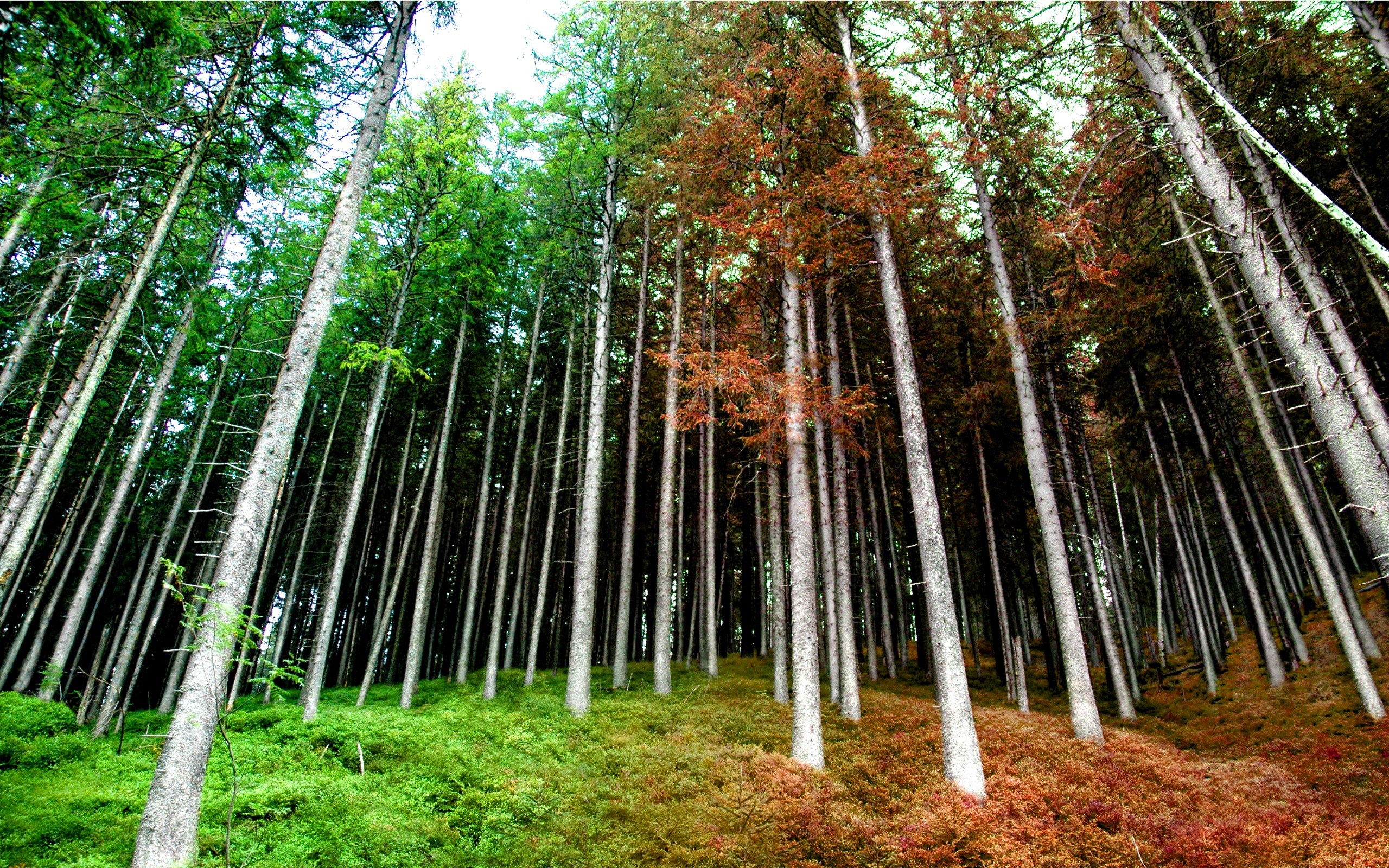 Природа смешанных лесов в россии. Смешанный лес. Разные леса. Смешанные леса лето.