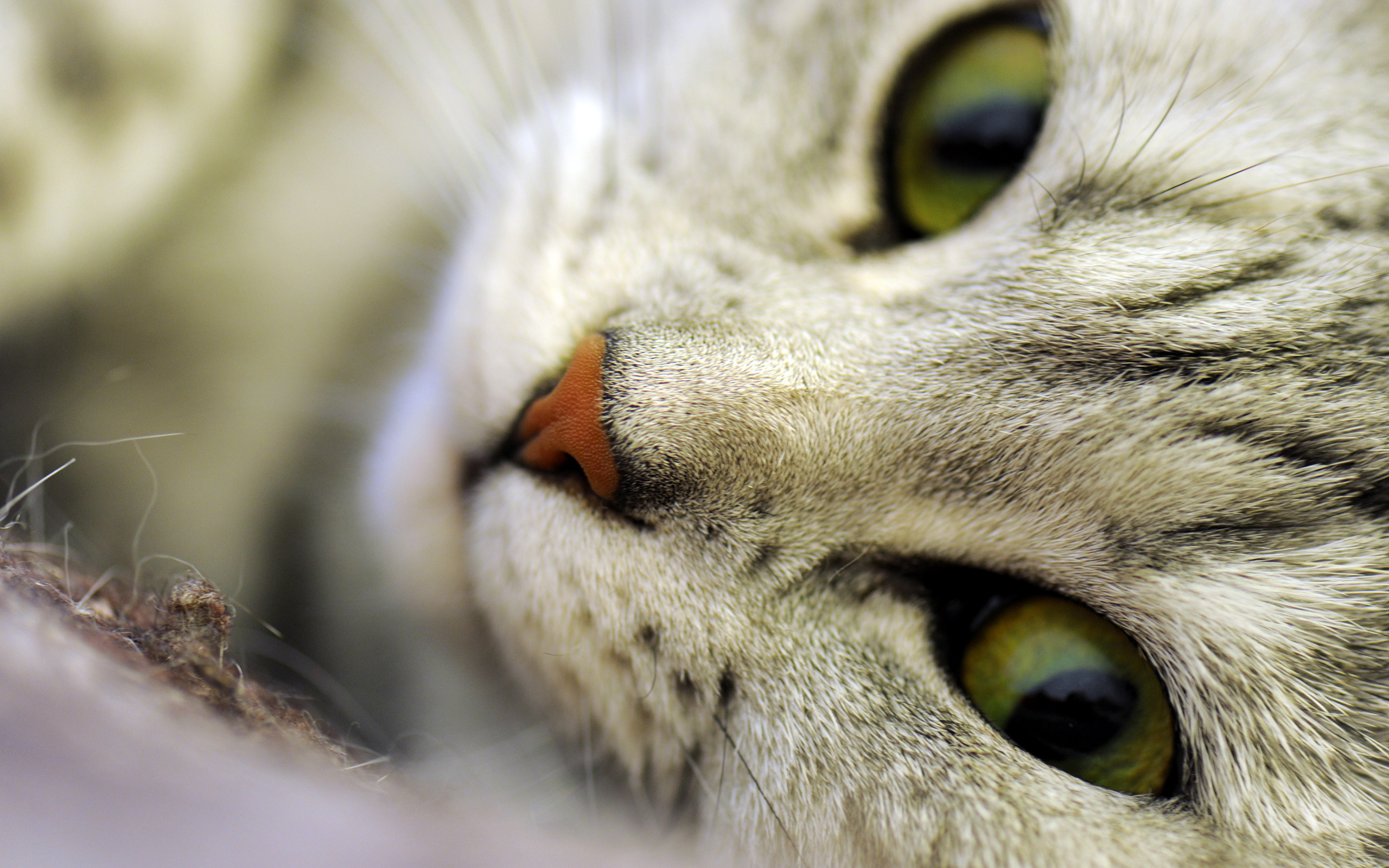 Обои глазки. Глаза кошки. Морда кота. Красивая морда кошки. Красивые кошачьи глаза.