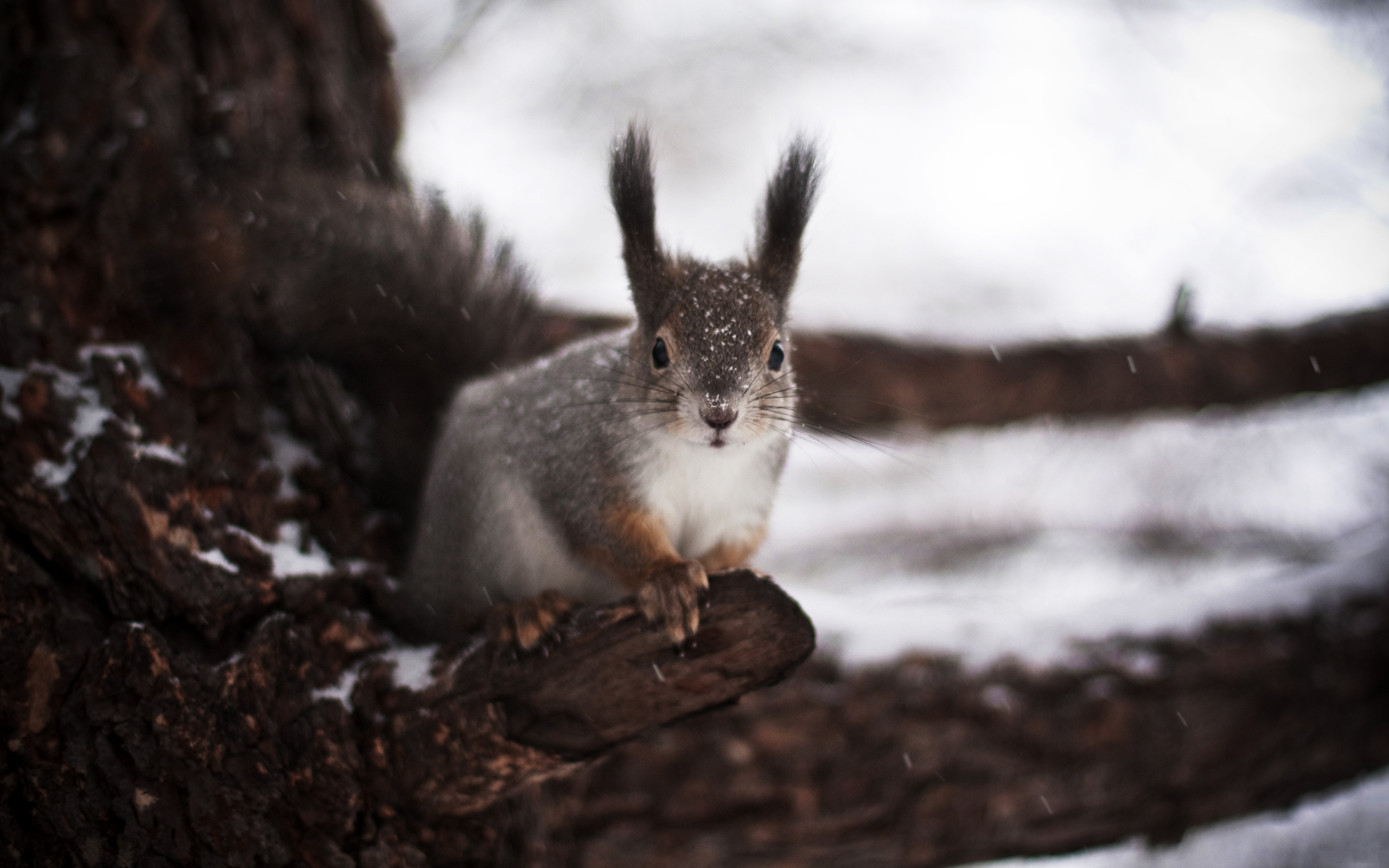 Winter squirrel