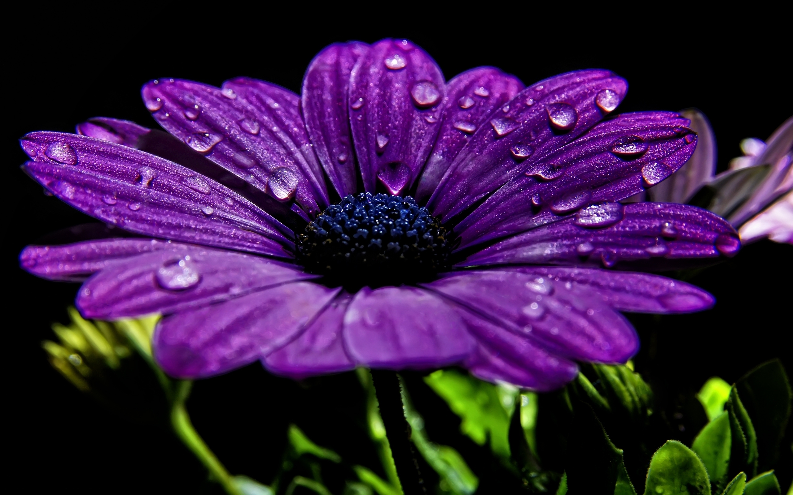 Purple flower wallpapers and images - wallpapers, pictures, photos