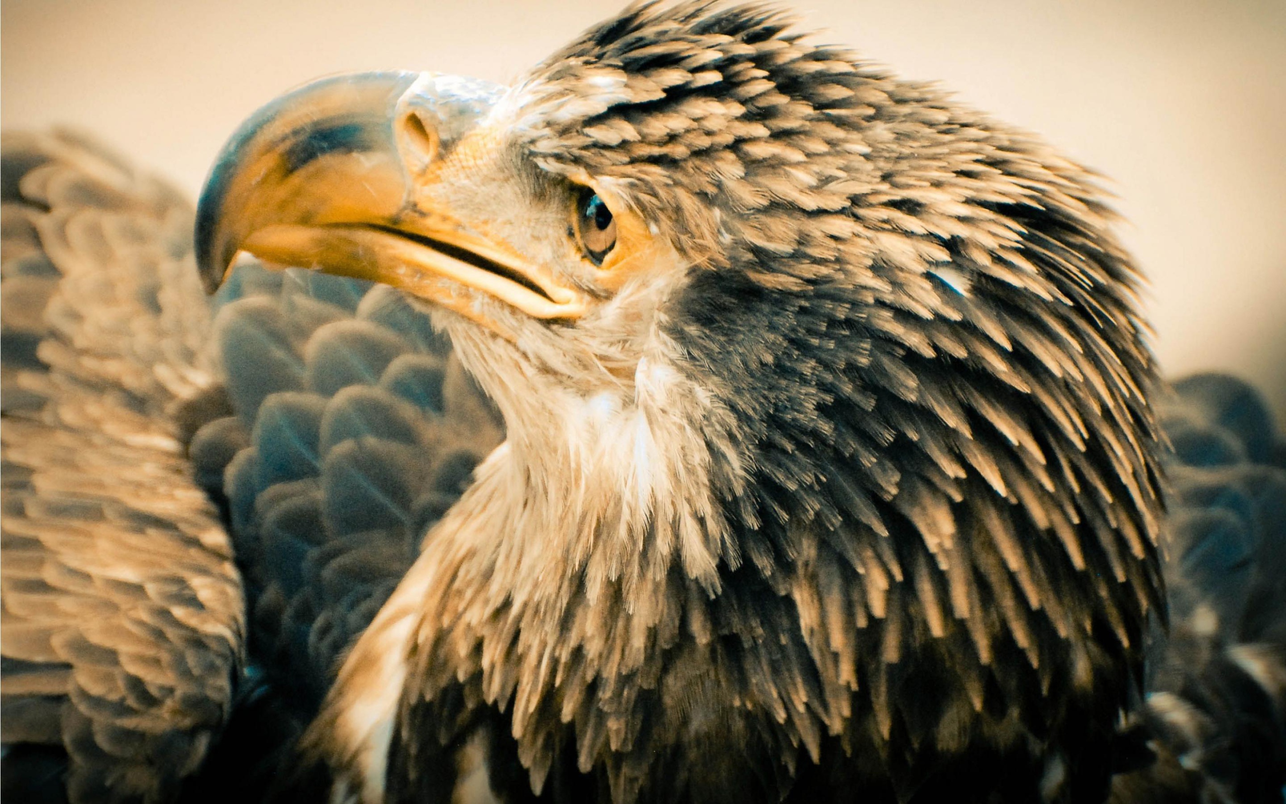 Старый орлан