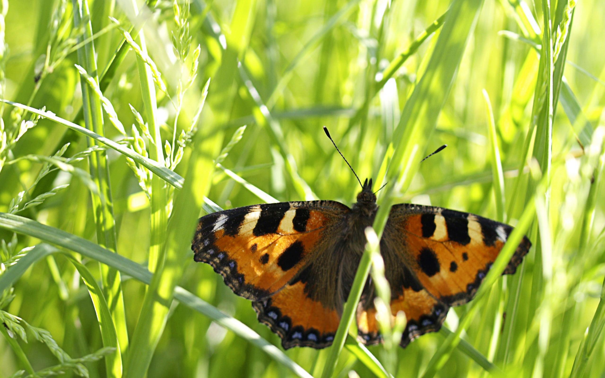 Бабочка в траве