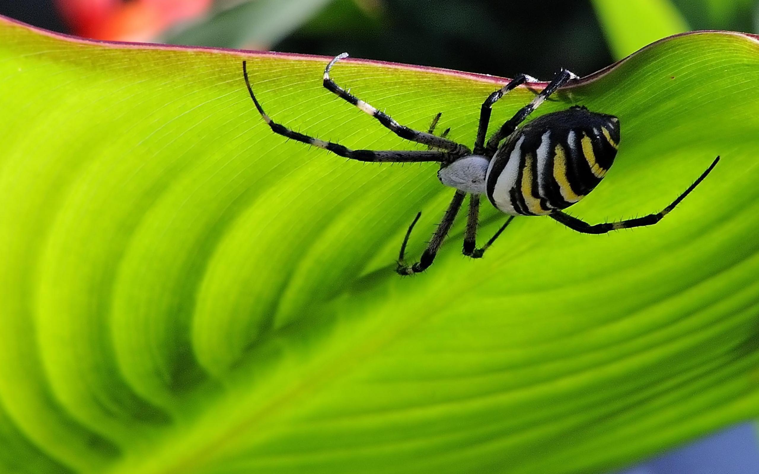Паук на листке