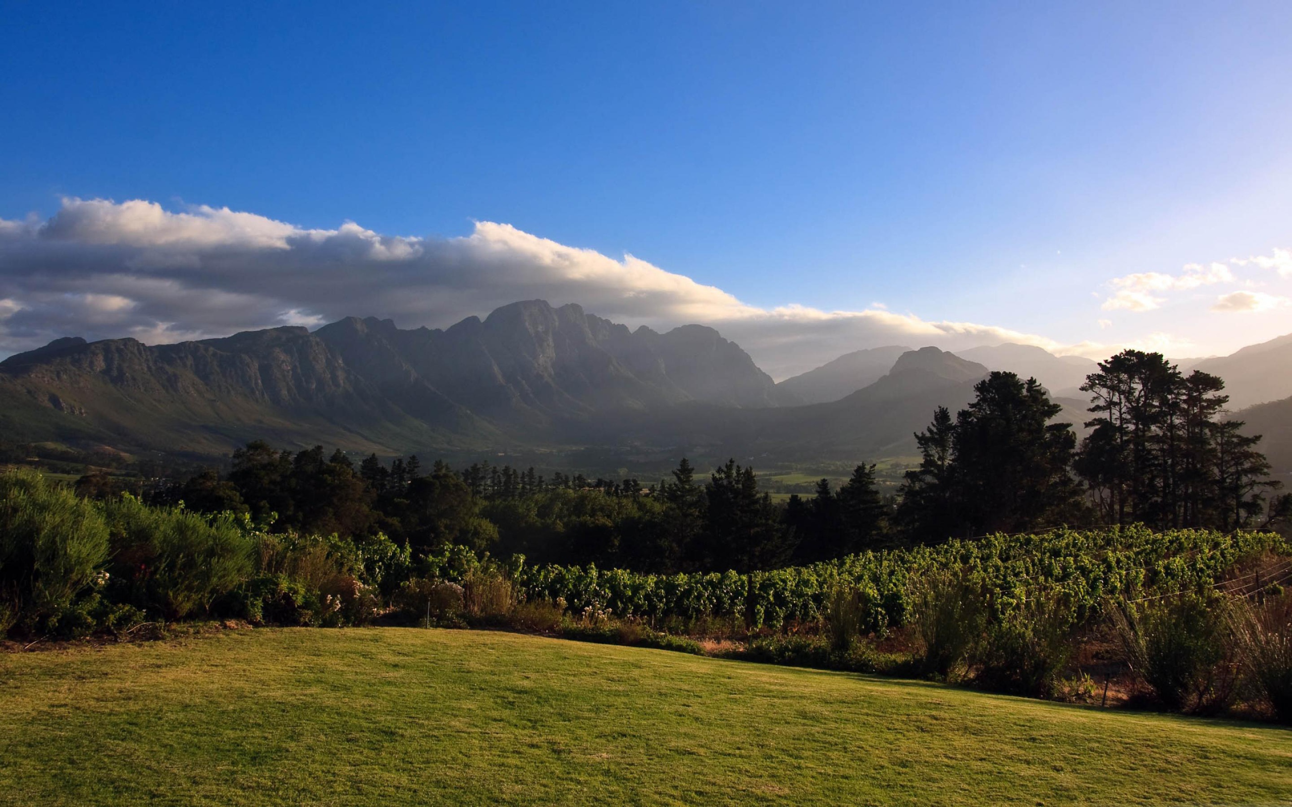 Виноградники