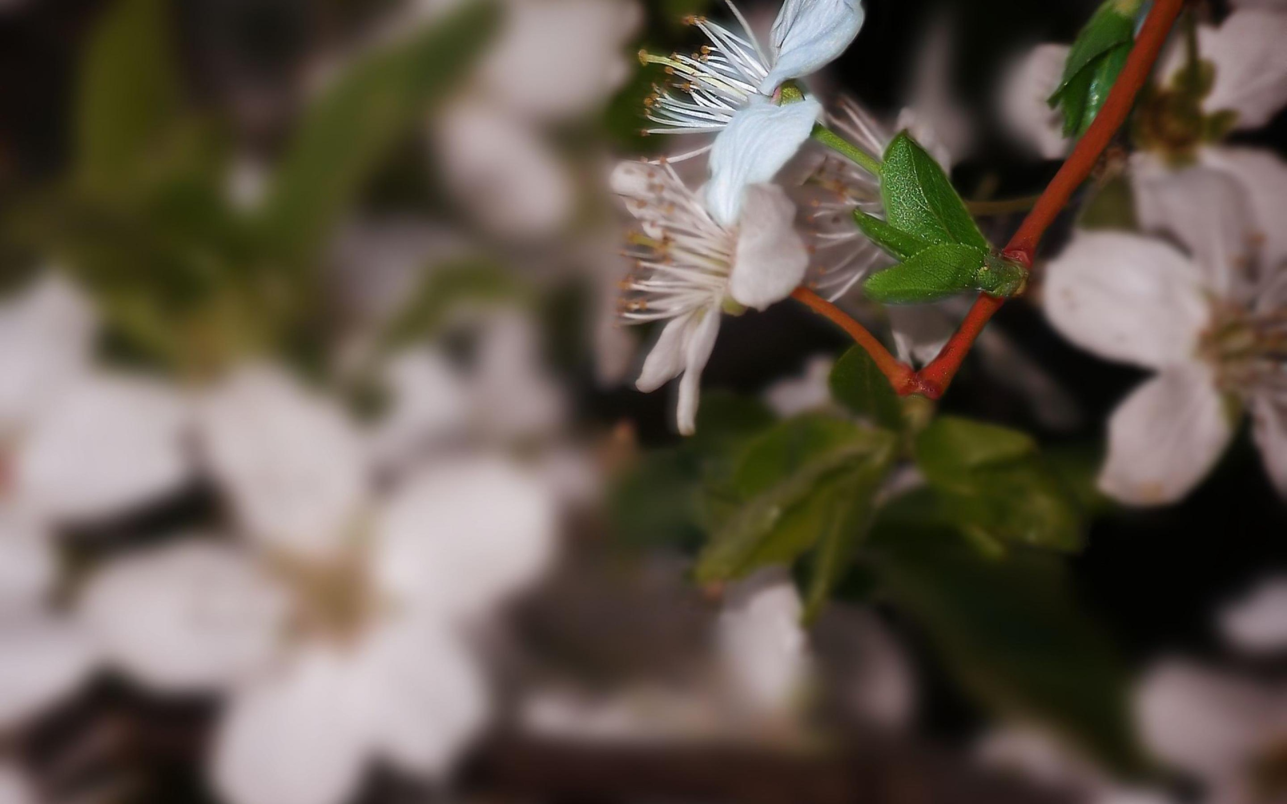 Белоснежный цветок 