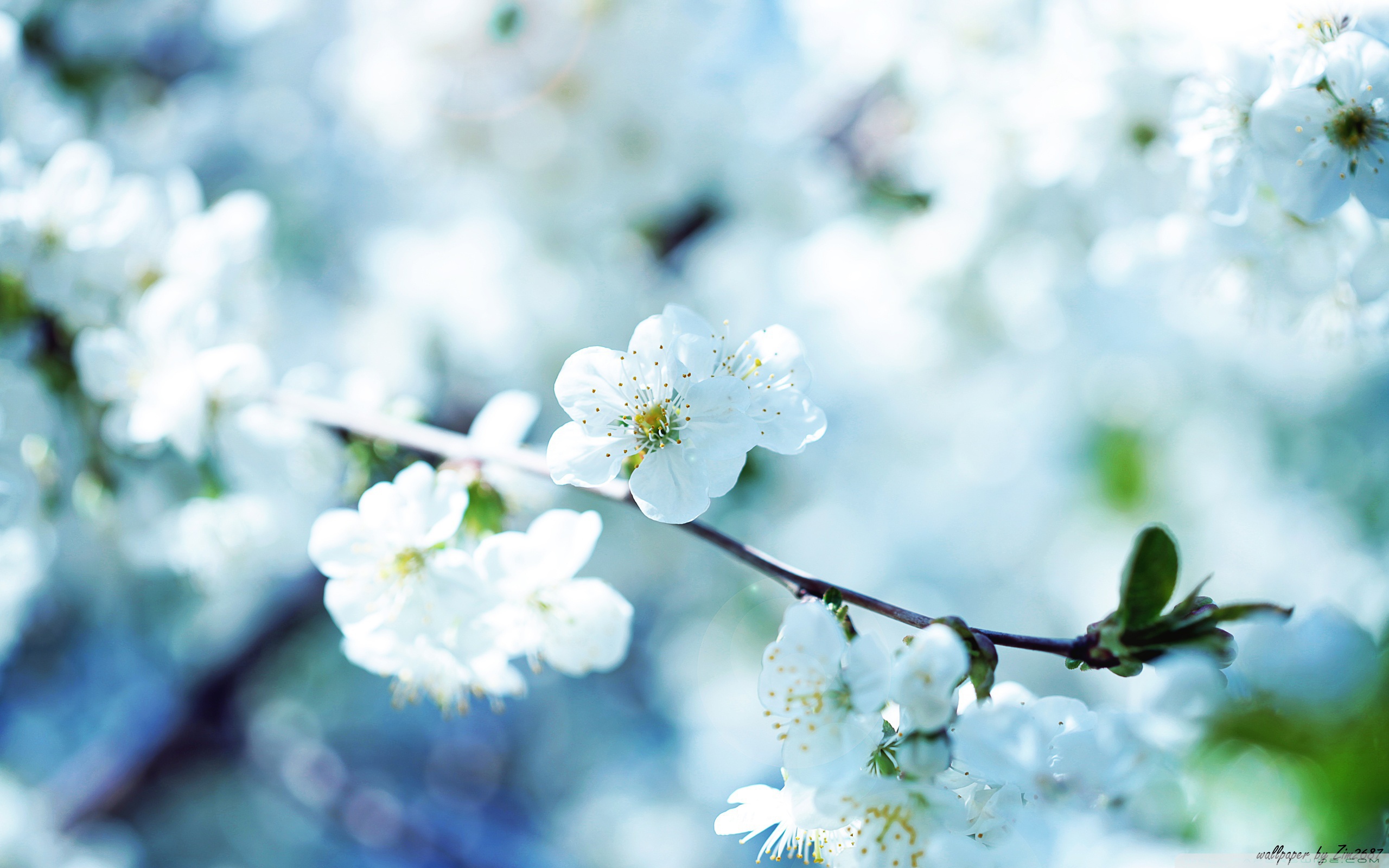 Белые цветы вишни