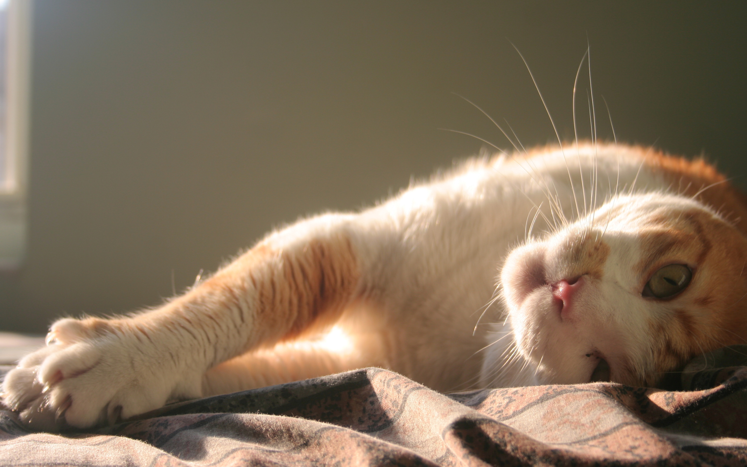 Нежная кошка