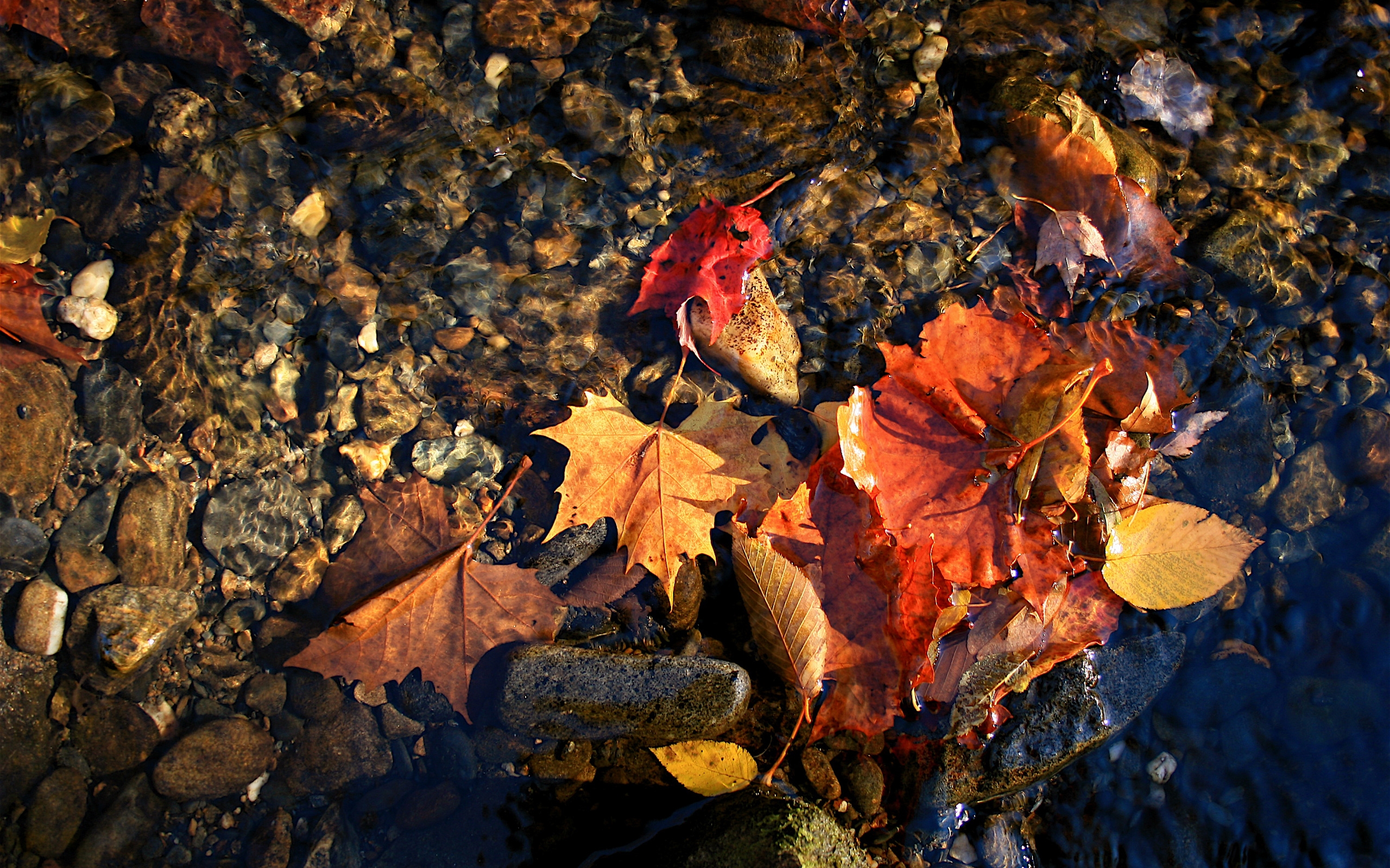Листья в горячей воде. Опавшие листья. Осенние листья на воде. Осень картинки красивые на рабочий стол. Осенние листья обои.