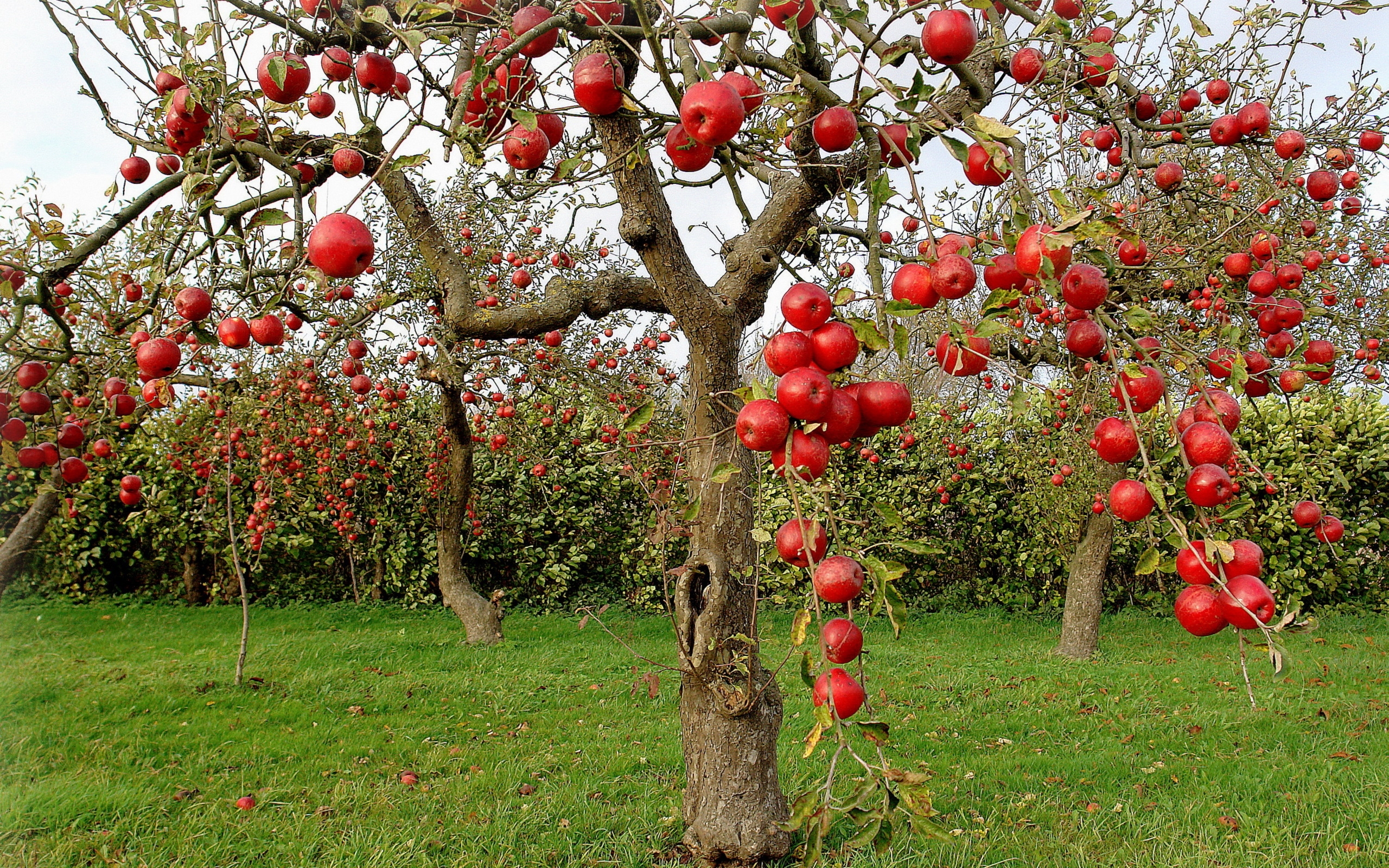 Купить плодовые деревья в беларуси. Яблоня зонтичная крупноплодная. Яблоня плодовая дерево. Яблоня карликовая с2l. Штамбовая вишня.