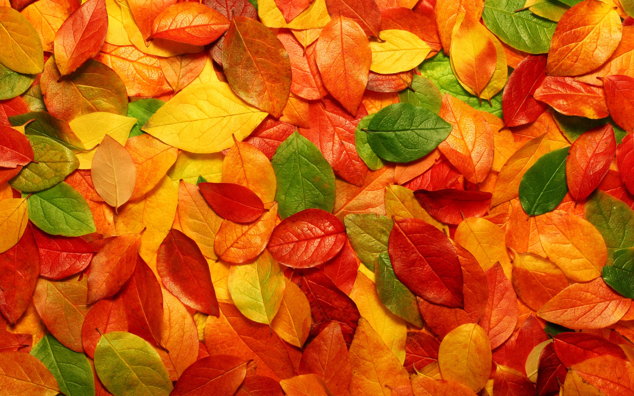 Wallpaper Red Maple Leaf in Tilt Shift Lens, Background - Download Free Image