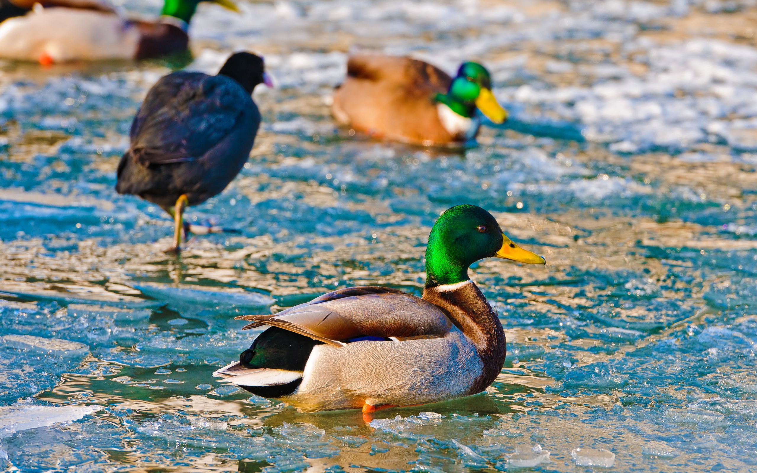 Утки в ледяной воде
