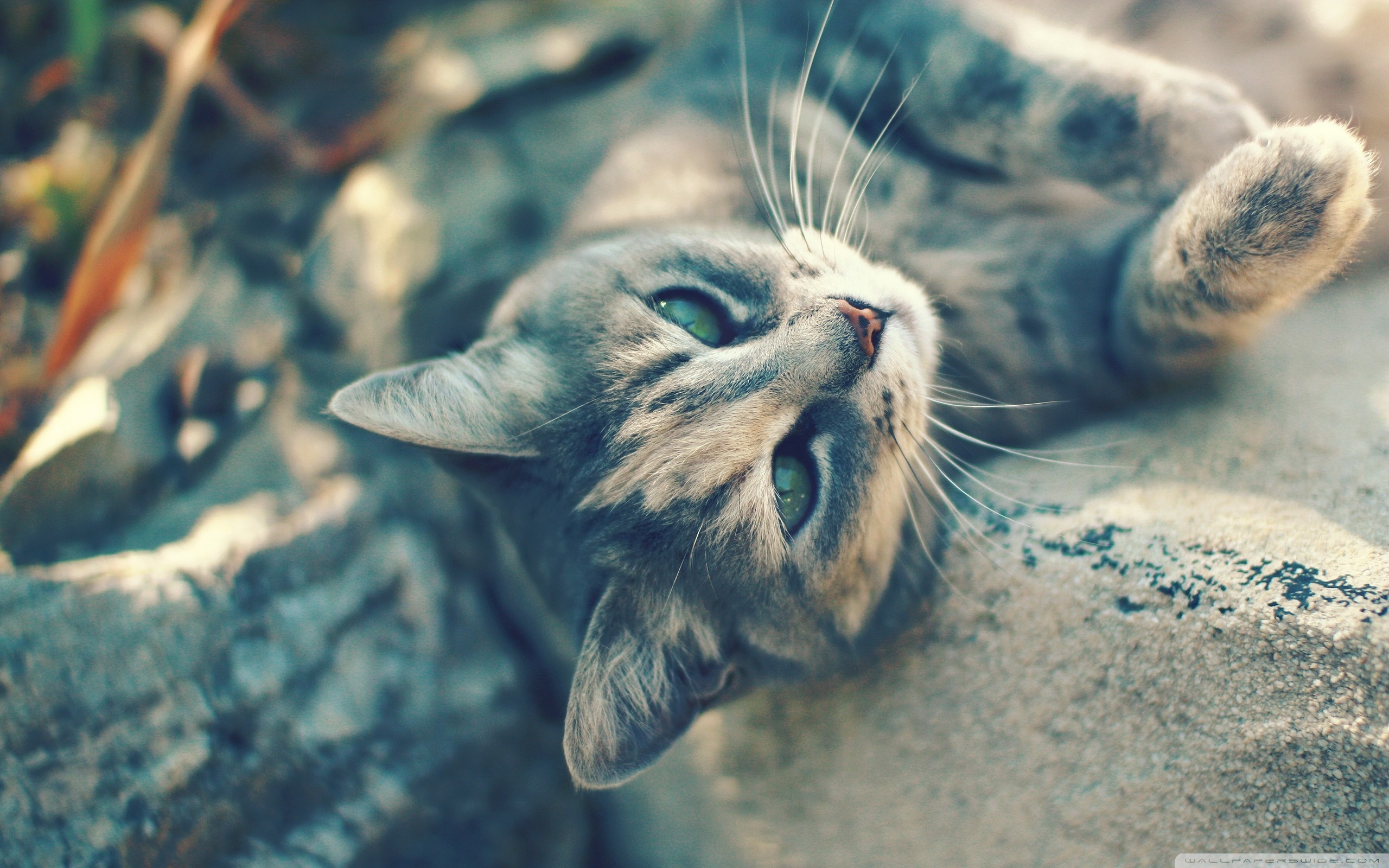 Игривый котенок на камнях