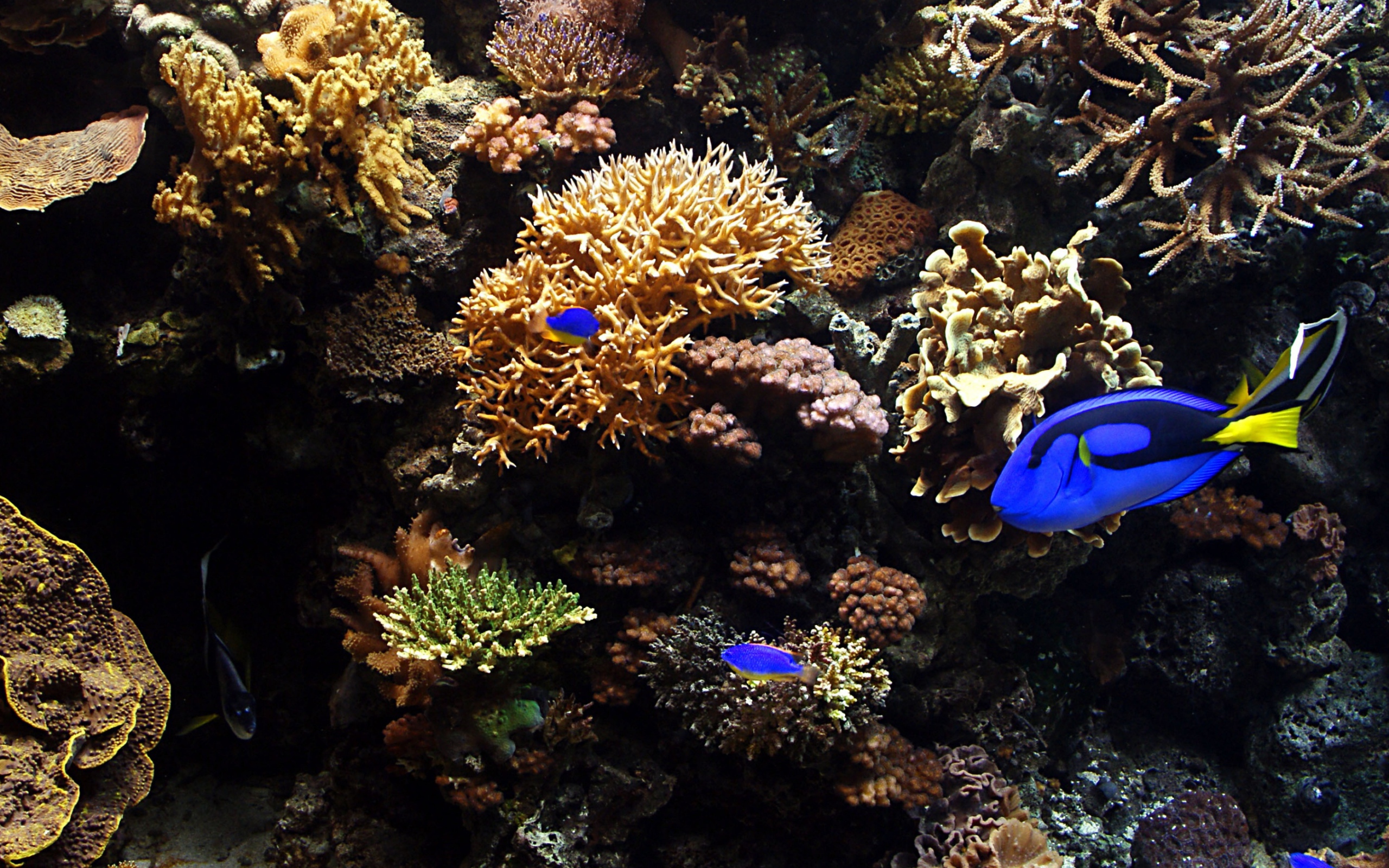 Аквариумные рыбы