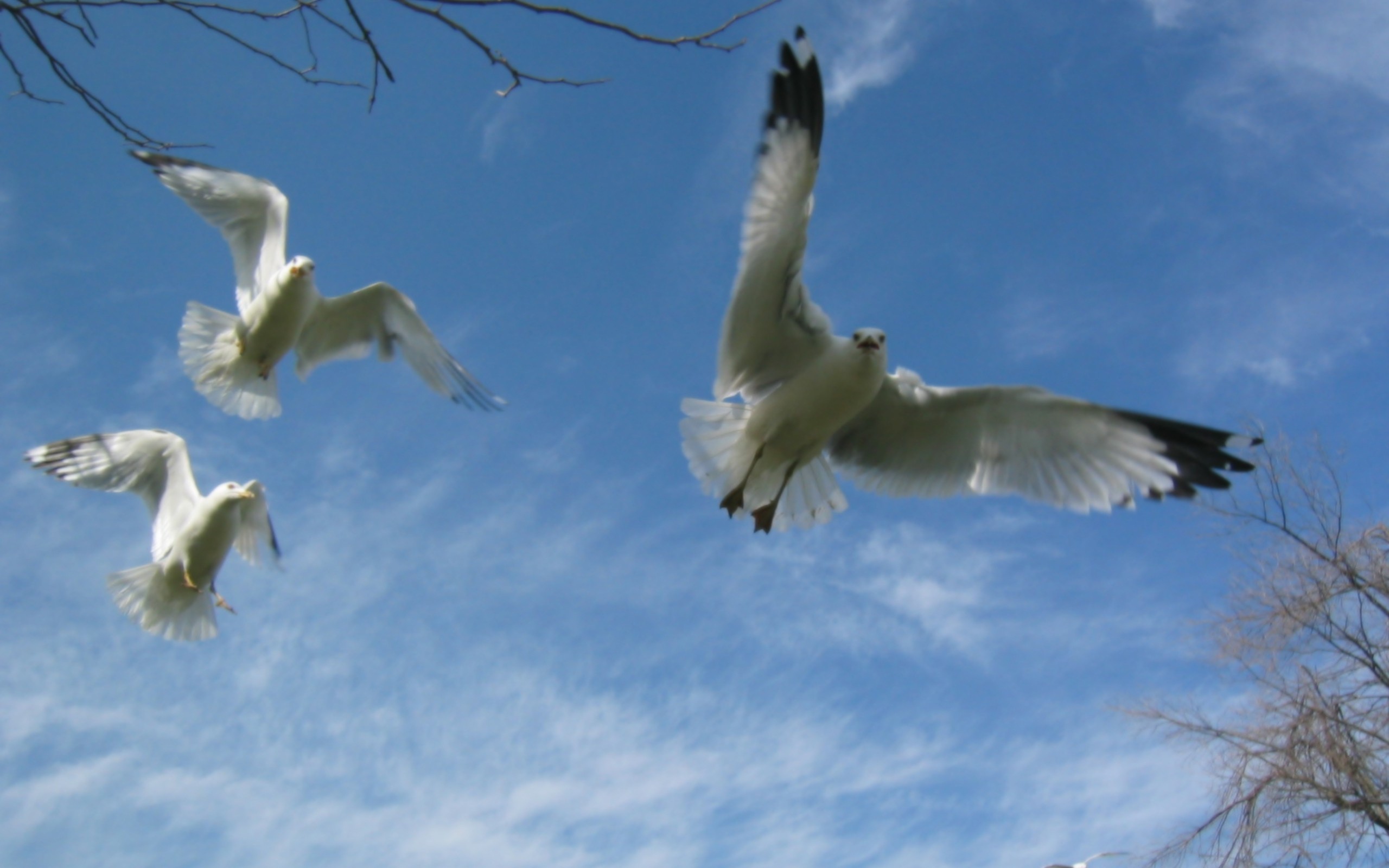 Birds Seagulls in flight