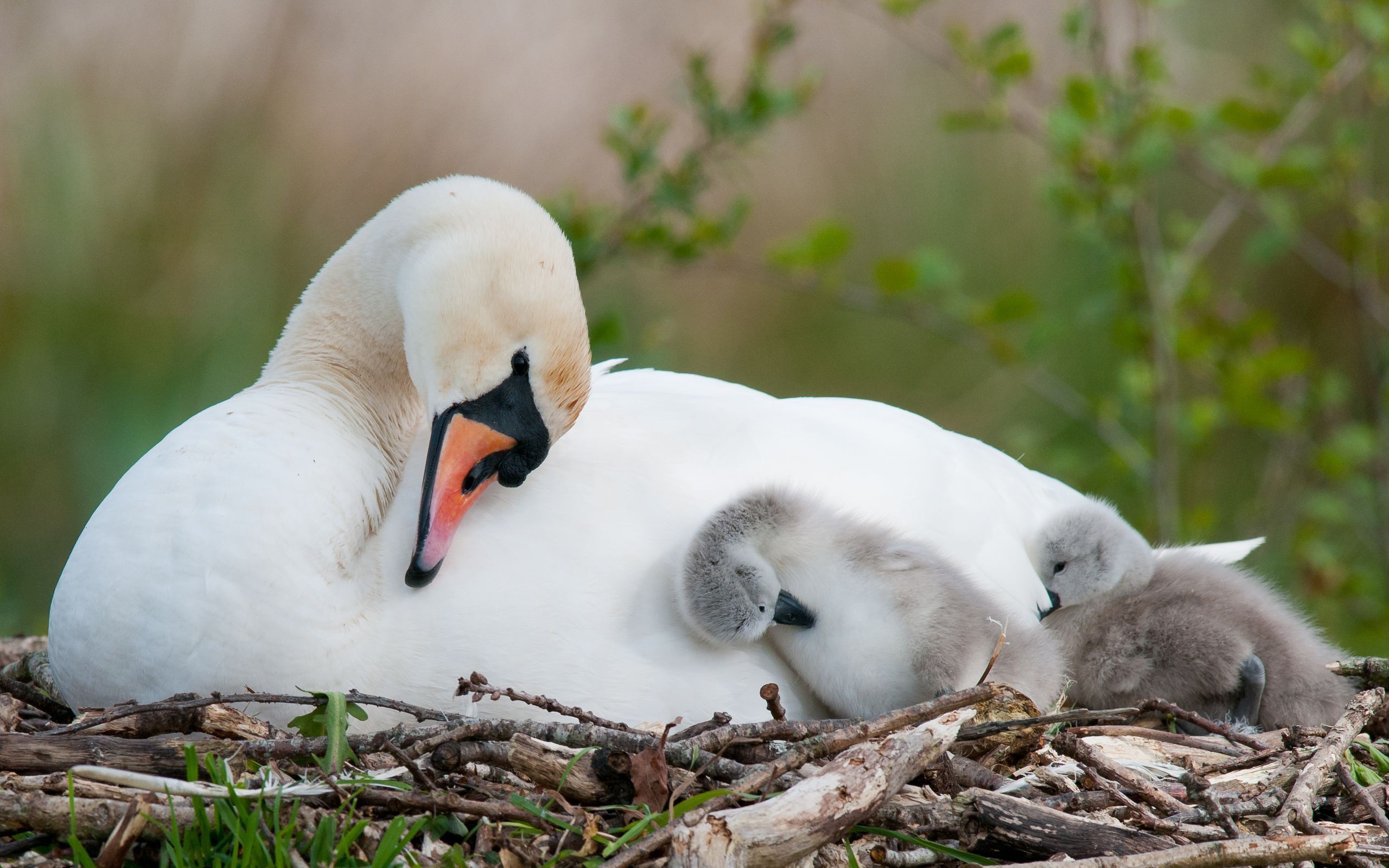 Swan with Chicks