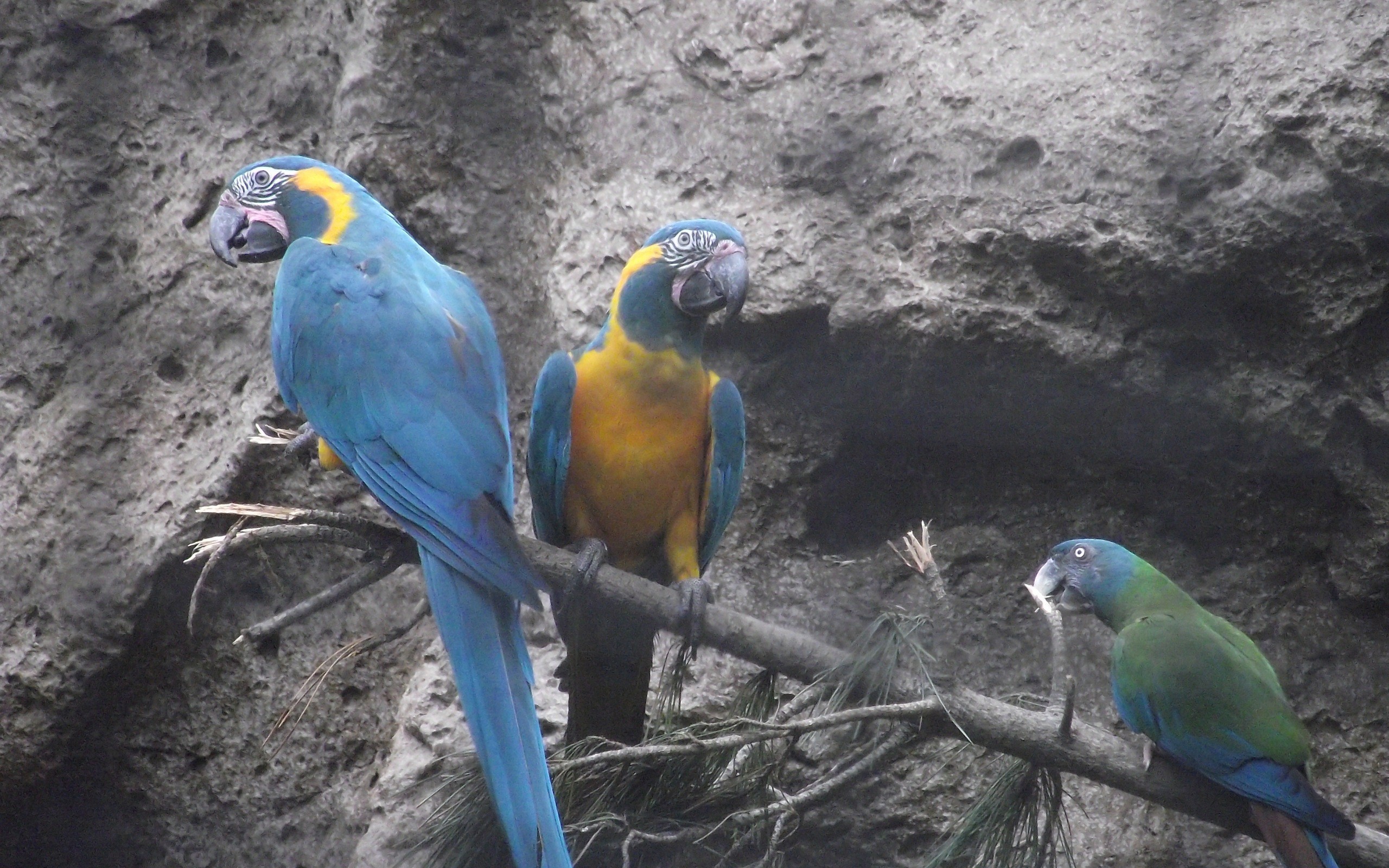 Попугаи сидят на ветке